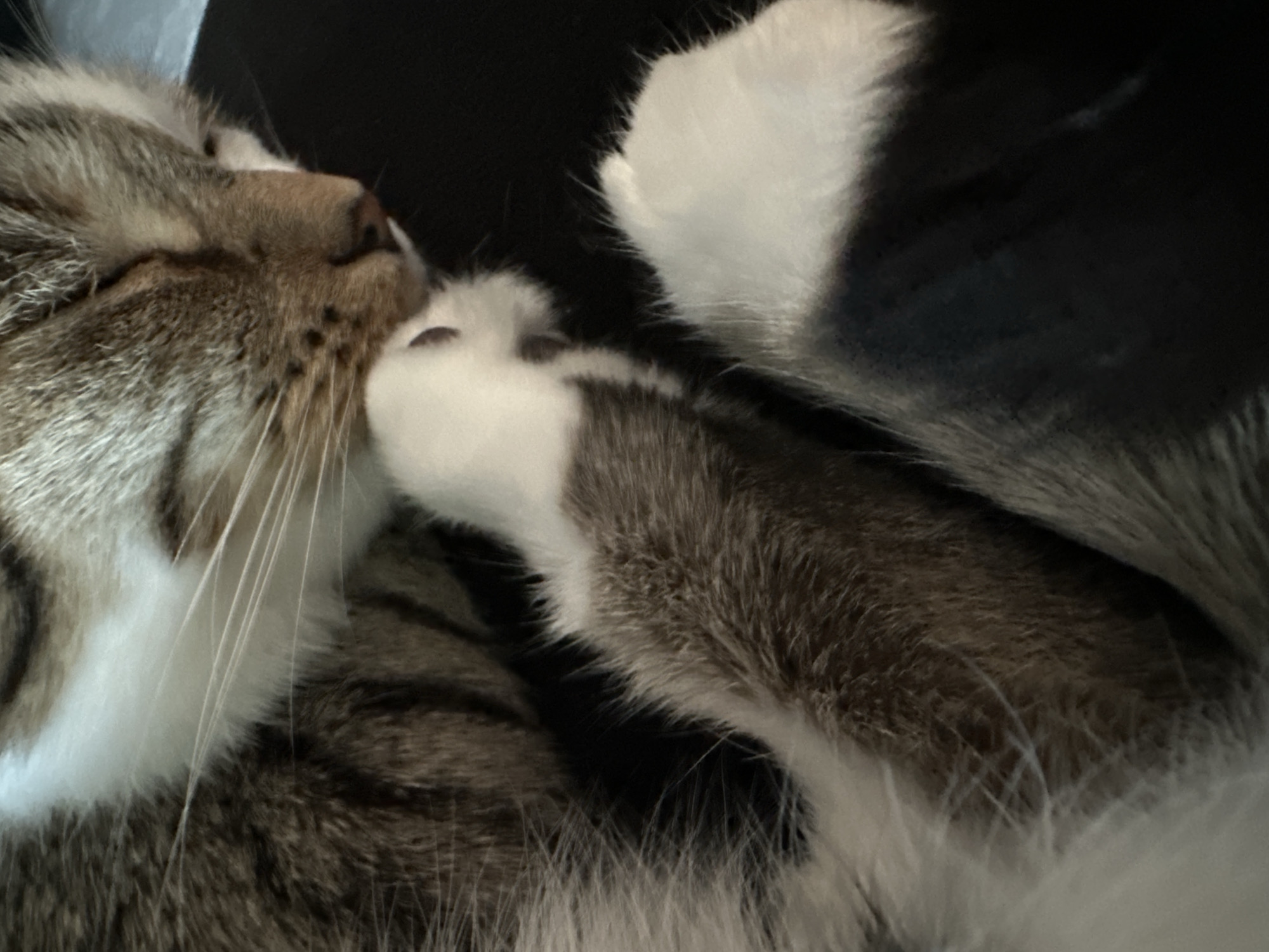 The image is a close-up, low-angle, indoor shot of a tabby cat sleeping. The cat's face is mostly in profile, with its eyes closed. Its paws are positioned near its face, with one paw tucked under its chin. The cat's fur is a mix of brown, grey, and white. The background is dark and indistinct, suggesting the cat is on a dark surface. There is no information in the image to determine the location in Kyiv, Ukraine.