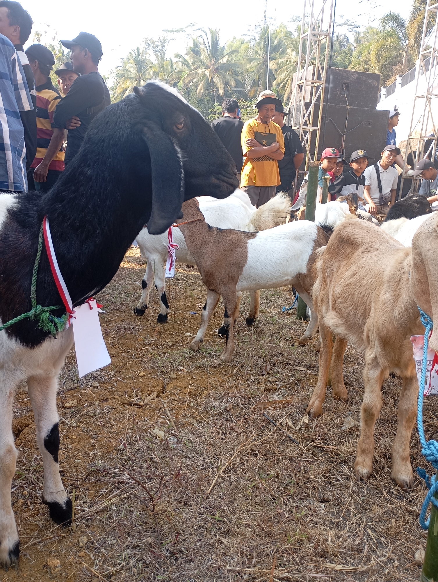 In Ketepung, Indonesia, a group of people are gathered outdoors on a dry, grassy area. In the foreground, two goats are prominent. The larger goat, on the left, is black and white with a red and white ribbon around its neck, tied with green rope, and a blank white tag attached. To its right, a smaller tan and white goat stands. Further back, more goats and people are visible. Some individuals are wearing hats and casual clothing. In the background, tall metal structures, possibly for a stage or sound system, and large speakers are set up. Palm trees and other vegetation are visible in the distance, suggesting a warm climate. The ground is covered in dry grass and soil. The overall scene appears to be an outdoor event or market involving livestock.