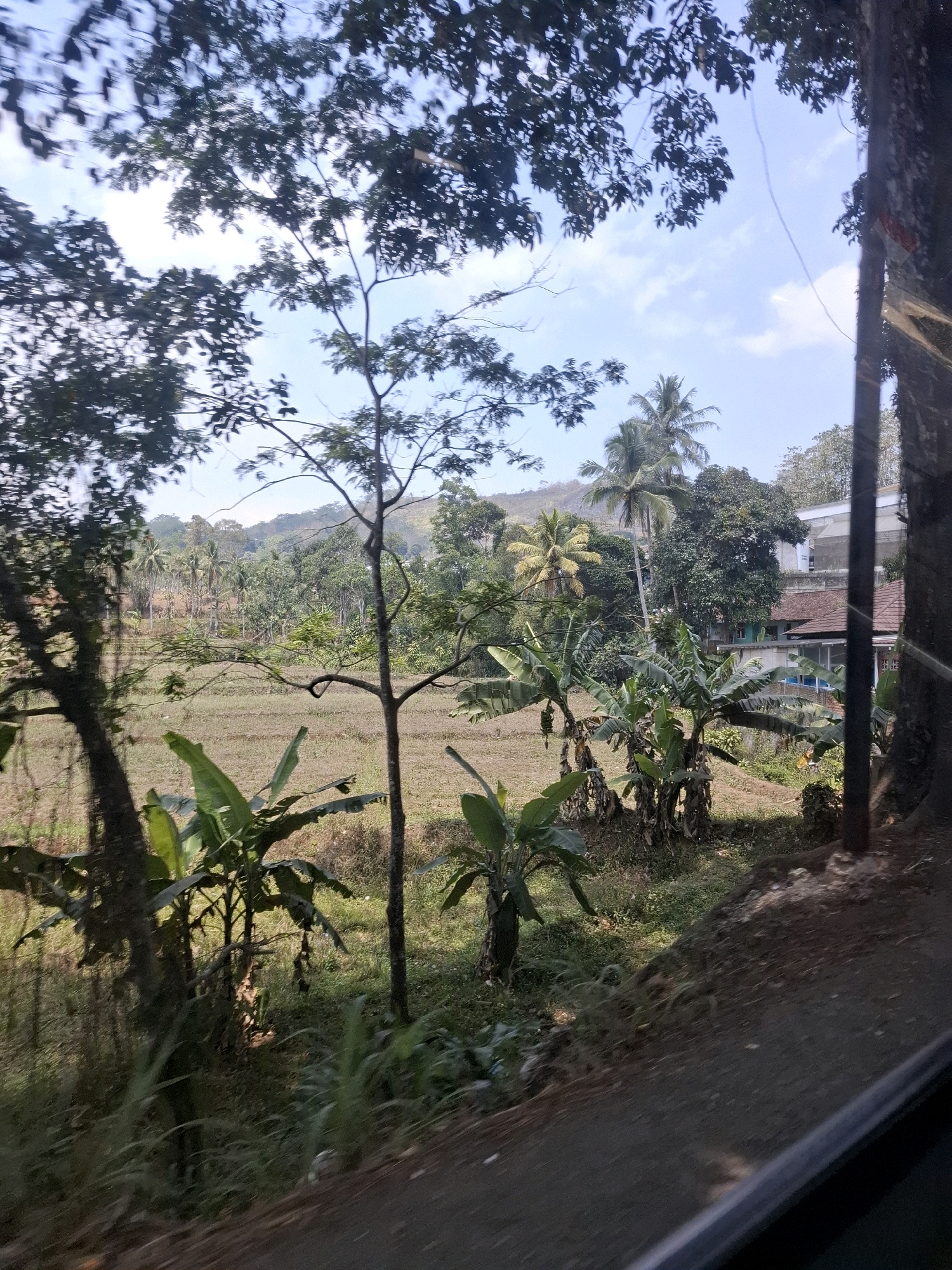 This image depicts a rural landscape in Cijangkar, Indonesia, characterized by lush vegetation and a partly cloudy sky. The foreground is dominated by the dark, blurred silhouette of trees and vegetation, suggesting a vantage point from inside a moving vehicle. A paved road occupies the bottom right of the frame. Beyond this, a field, likely fallow or recently harvested, stretches towards a cluster of banana trees. In the mid-ground, the banana plants, some bearing fruit, are a prominent feature, with their large, broad leaves. Behind them, a scattering of palm trees and other dense foliage indicates a tropical environment. Further in the distance, a gentle, tree-covered hill rises, with hints of terraced cultivation visible. A building, possibly a house with a tiled roof and a modern upper structure, is partially obscured by trees and vegetation on the right side of the mid-ground. The overall impression is one of a vibrant, natural setting integrated with modest human habitation.