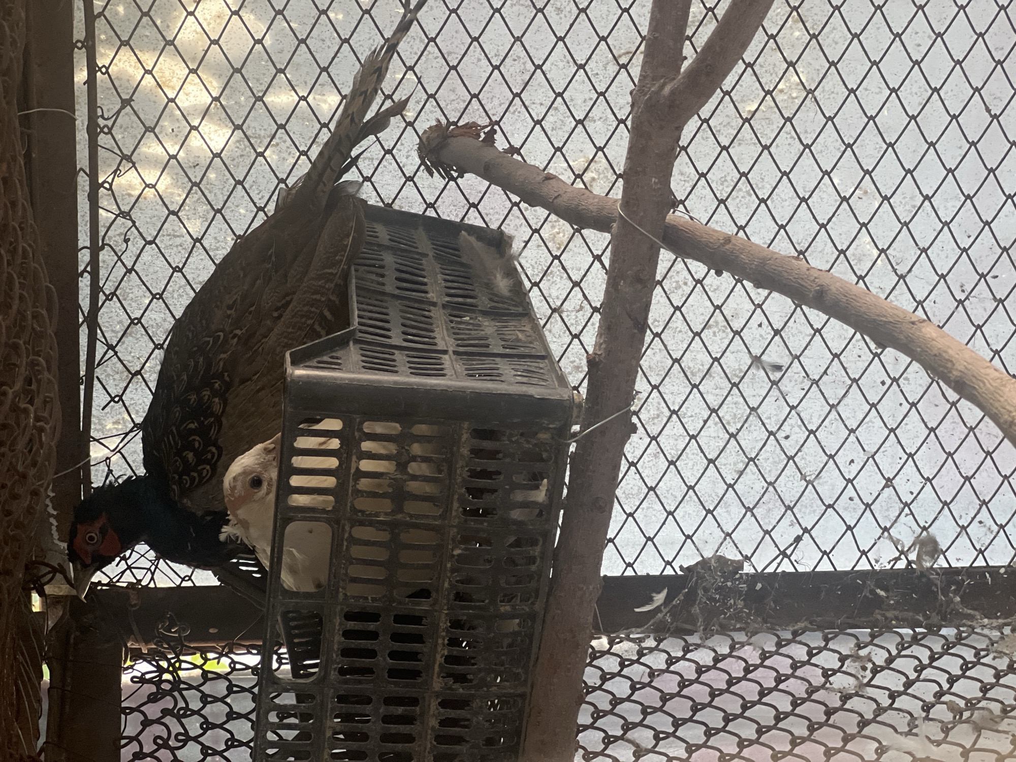 A dark-colored pheasant with iridescent plumage and a red eye patch is perched above a black plastic crate containing a lighter-colored bird, possibly a hen pheasant. The crate rests on a wooden perch within a wire enclosure. The background consists of a textured, light-colored wall or surface visible through the diamond-patterned wire mesh. The scene is dimly lit, with sunlight creating bright patches on the wall behind the enclosure. There are no visible people or signs of a city. The location is specified as Uzbekistan, Uzbekistan.