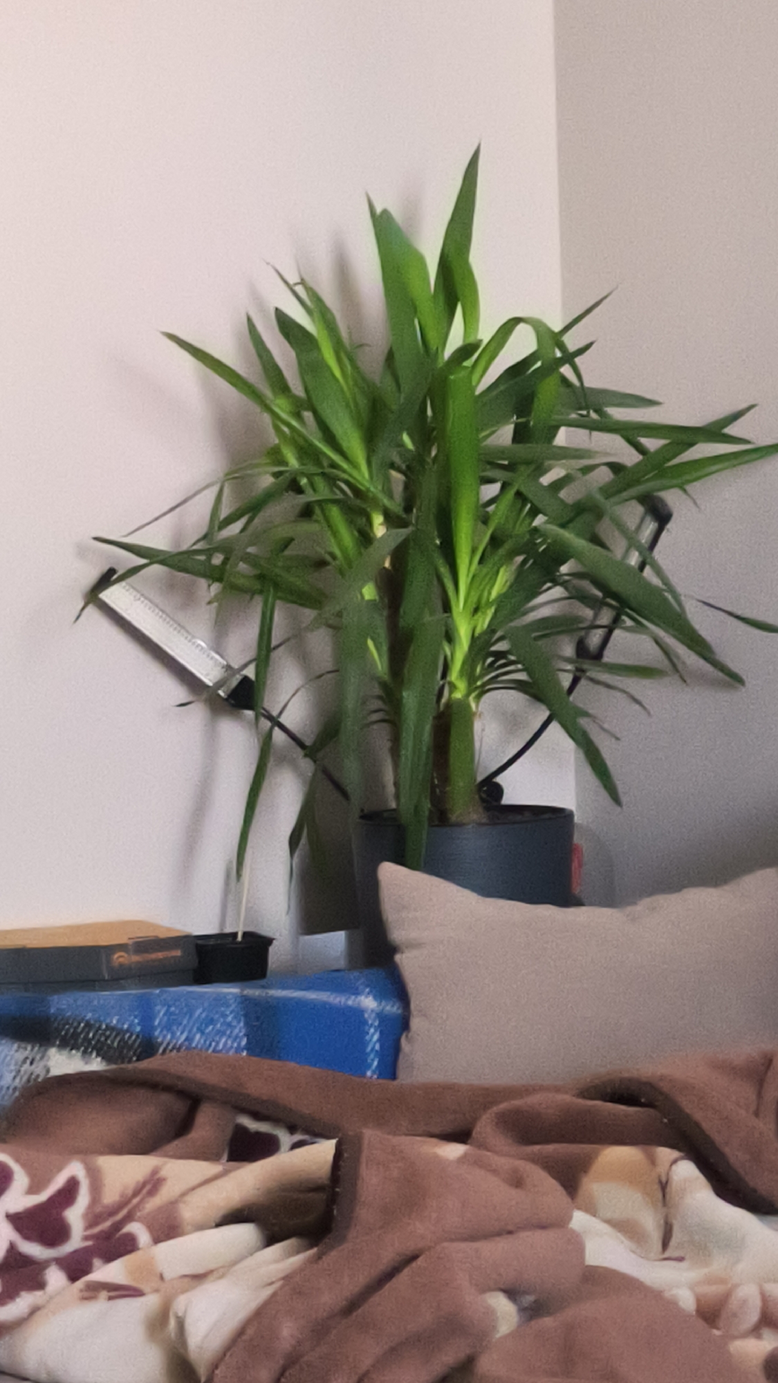 This media file depicts an indoor scene, likely a home setting in Kovrov, Russia. The primary subject is a vibrant green potted plant with long, sword-like leaves, positioned in the corner of a room against a light-colored wall. A small, black grow light is attached to the wall, angled towards the plant, suggesting an effort to provide it with adequate illumination.
In the foreground, a plush, light-colored pillow rests on a surface covered with blankets. One blanket is a deep blue with a plaid pattern, and another is a brown, textured throw blanket draped over the edge of the surface, partially obscuring a patterned blanket underneath. There is also a cardboard box with some text on it visible on the left side of the image.
The overall impression is one of a cozy, domestic environment. The lighting suggests it could be daytime or evening, with artificial light supplementing natural light. There are no people visible in the frame, and the focus is on the plant and the soft furnishings. The scene conveys a sense of calm and everyday life.