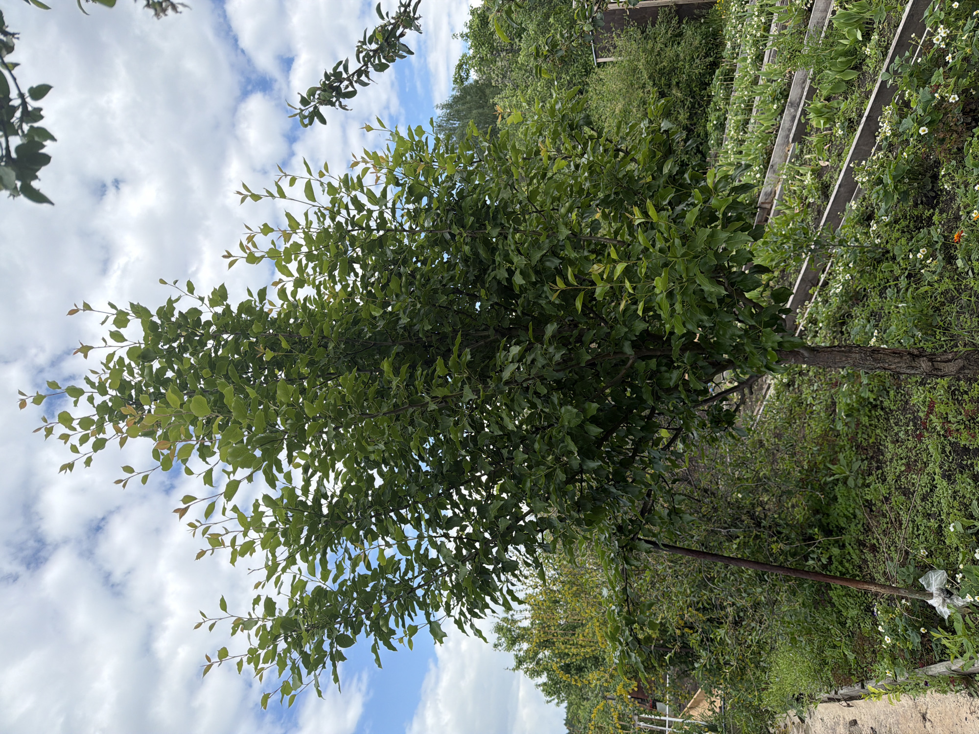 The image shows a tree with green leaves in a garden setting, possibly located in the city of Unknown, Unknown. The tree is the central focus, with the sky visible through its branches, marked by white clouds against a blue background. To the right of the tree, a raised garden bed is present, containing assorted greenery and white flowers. The background shows further shrubbery and trees. The photo appears to have been taken during the day under natural lighting.