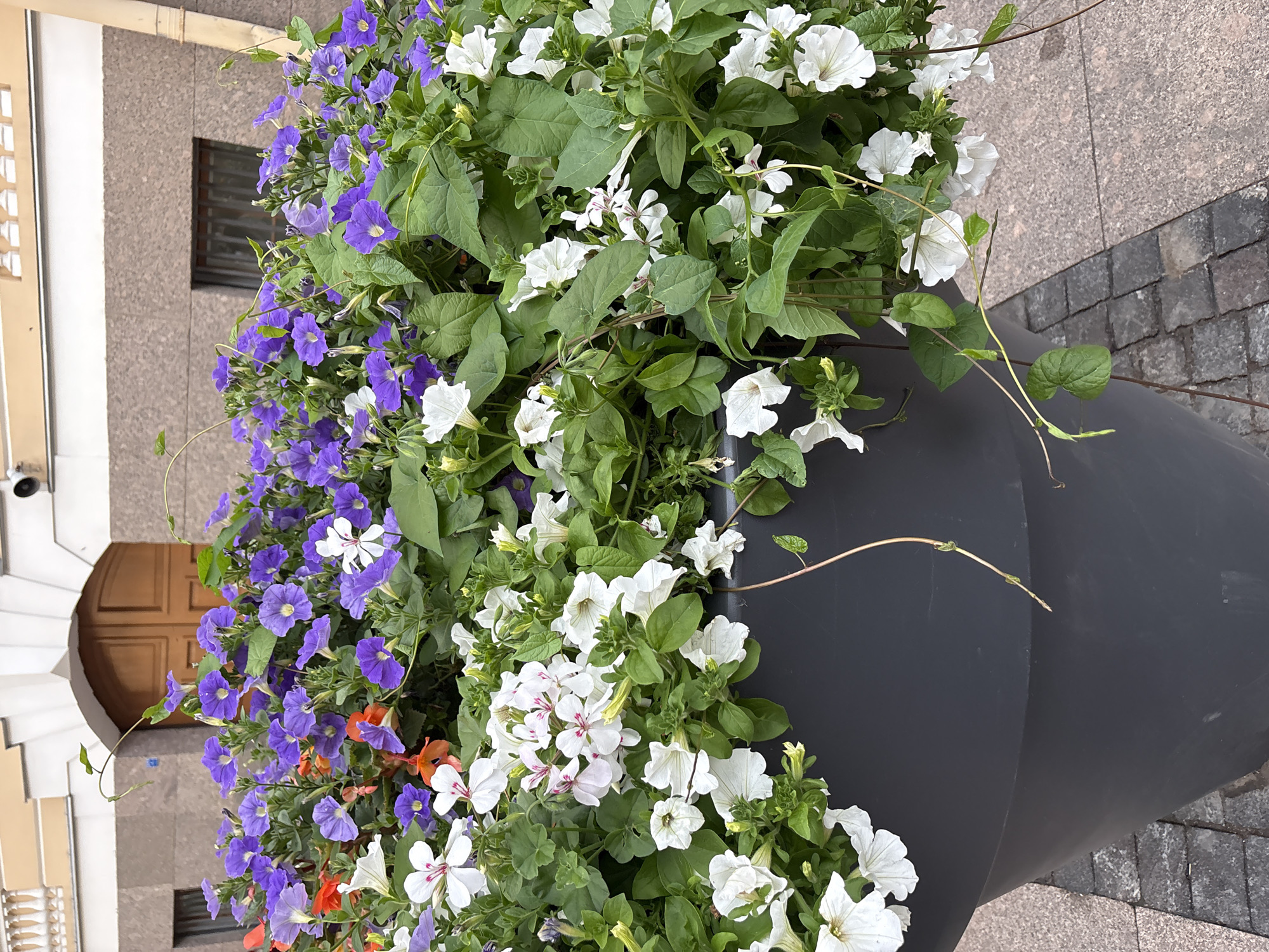 An eye-level medium shot captures a large, dark grey planter overflowing with an abundance of mixed flowers, predominantly white and purple petunias with some orange accents. The planter is situated on a cobblestone pathway in front of a building in Saint Petersburg, Russia. The building features a light beige facade, an arched wooden doorway, and a visible security camera mounted above the doorway. Two dark-paned windows with metal bars are visible on the building's facade. The floral arrangement creates a vibrant contrast against the muted tones of the architecture and the planter itself. The scene appears to be outdoors, possibly in a public square or along a street in the historic center of the city.