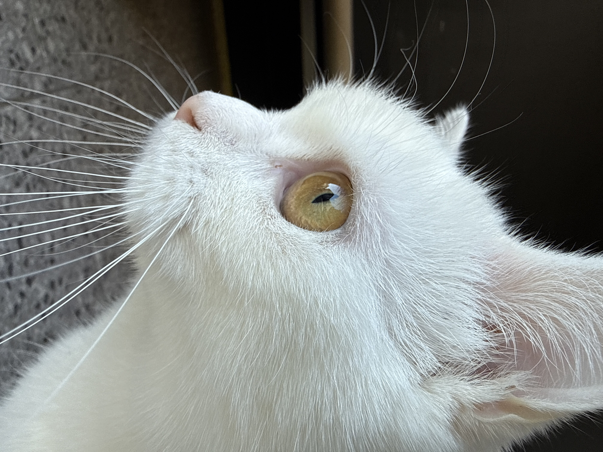 A close-up, profile view captures the head of a white cat. The cat's left eye, a striking amber color with a dark pupil, is prominently featured. Delicate white whiskers fan out from its muzzle, and its nose is a soft pink. The background is dark and out of focus, suggesting the cat may be near a window or looking out into a dark space. The lighting highlights the fine texture of the cat's fur.