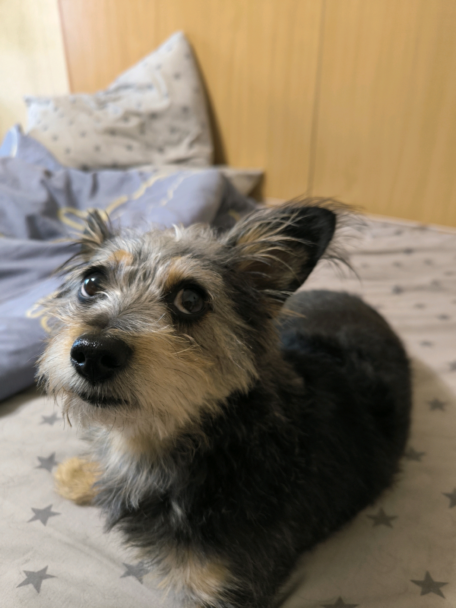 A scruffy terrier mix dog with dark gray and tan fur is lying on a bed with a gray, star-patterned duvet. The dog is looking up and to the left with wide, dark eyes. Its ears are partially perked, and its fur is somewhat disheveled, giving it a shaggy appearance. In the background, a wooden headboard is visible, along with pillows covered in patterned fabric. The overall setting suggests an indoor domestic environment, likely a bedroom. There is no indication of the city of Mykolaiv, Ukraine, in the image.