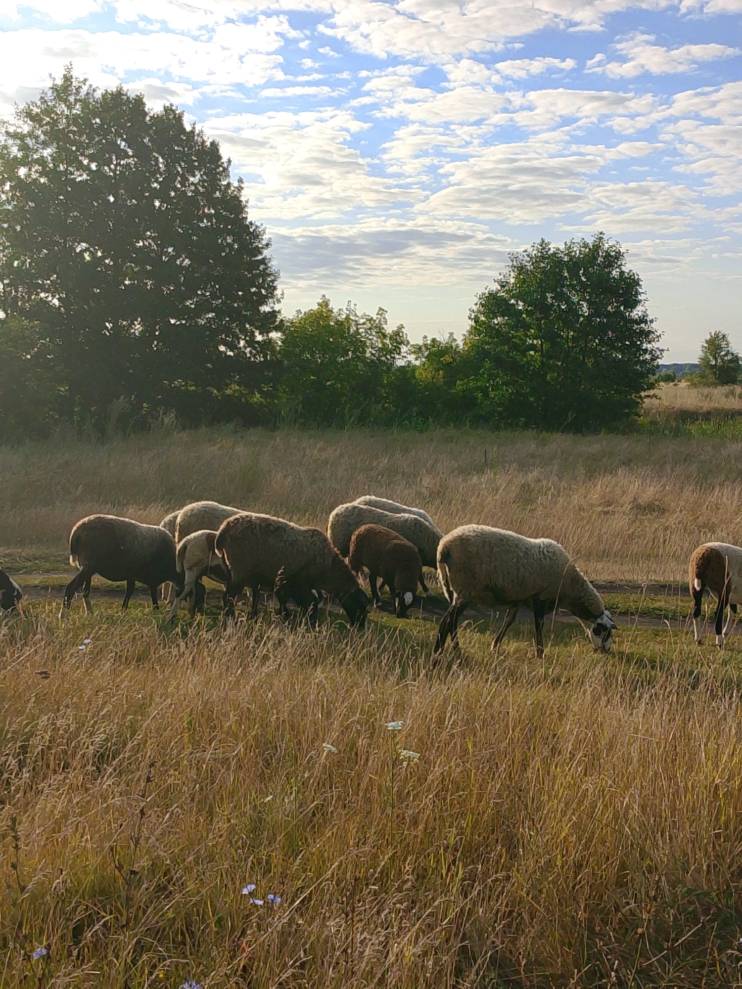 In a sun-drenched field of dry, golden grass, a flock of sheep grazes. The sheep, varying in shades of white and brown, are scattered across the landscape, some with their heads lowered to the ground, actively eating, while others stand alert. Behind the sheep, a line of trees with dense green foliage forms a natural barrier, with larger, mature trees on the left and a more varied, bushier line to the right. The sky above is a vibrant blue, dotted with numerous fluffy white clouds, casting gentle shadows. The overall scene suggests a peaceful rural setting, possibly during late afternoon due to the warm, angled light.