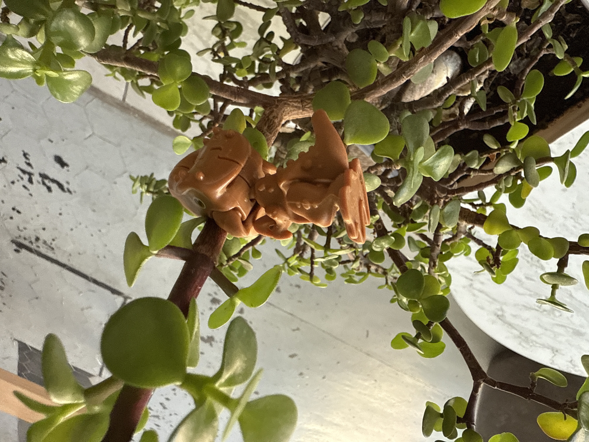 A tan, plastic dragon figurine sits atop a branch of a jade plant. The location is Puebla, Mexico. The background consists of a white wall and the plant's dark container.