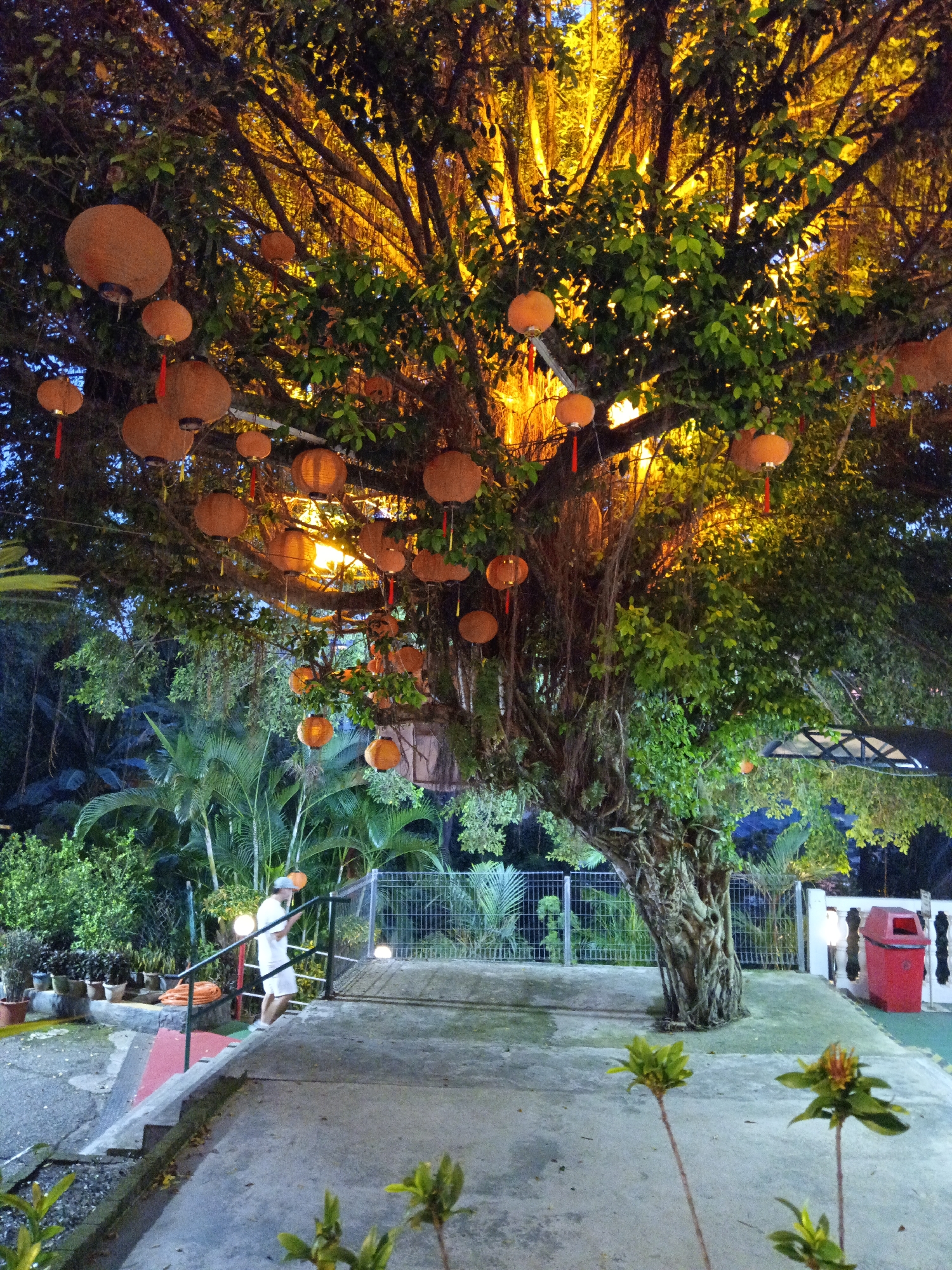 The image depicts a large, old tree adorned with numerous orange lanterns, creating a festive atmosphere. The tree's branches are illuminated by warm, yellow lights, and hanging aerial roots are visible. In the background, there are palm trees and other lush vegetation. A metal fence encloses the area, and a red trash bin is situated to the right. In the foreground, a person in white clothing is walking up a set of concrete stairs with a metal railing. The scene appears to be an outdoor public space, possibly a park or a courtyard, at dusk or night. Based on the prevalence of banyan trees, Chinese lanterns, and the tropical flora, this scene is likely from Malaysia. Specifically, the presence of such trees and lanterns is common in areas like the Thean Hou Temple in Kuala Lumpur, Malaysia, which features prominent banyan trees decorated with lanterns during festive seasons.