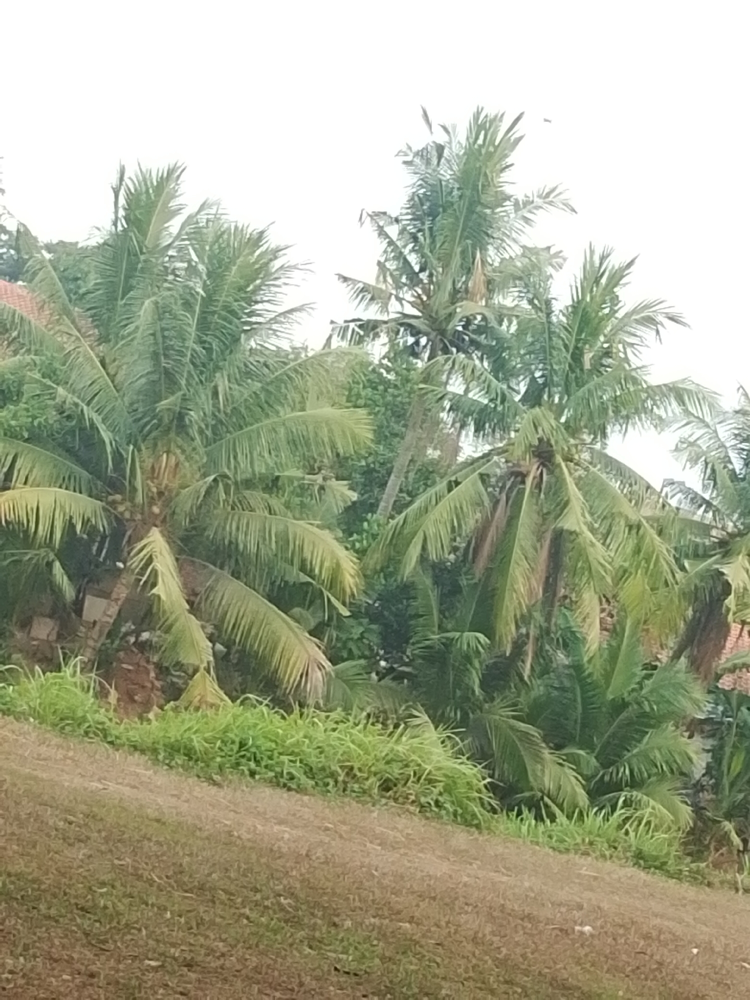 The image shows a cluster of coconut palm trees against a bright, overcast sky. The trees are lush and green, with long, feathery fronds. In the background, glimpses of red-tiled roofs suggest the presence of buildings, possibly homes. The foreground consists of a grassy slope. The scene appears to be outdoors in a tropical or subtropical environment, consistent with the location of Lengkong Kulon, Indonesia, which is known for its agricultural landscape, including coconut plantations. There are no people or animals visible in the frame, and no discernible actions or interactions are taking place. The overall impression is one of a natural, serene setting.