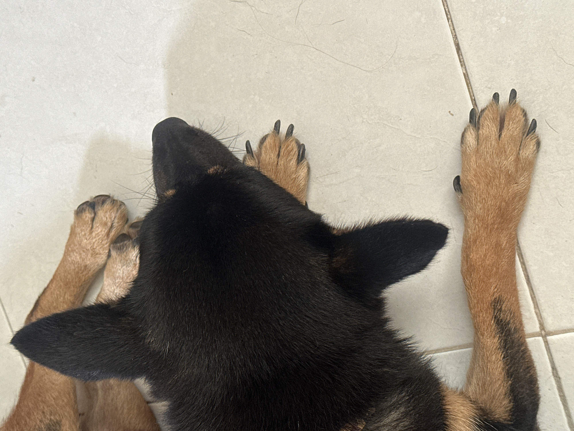 A dog lies on a white-tiled floor. The dog has black fur on its head and ears, and tan fur on its legs. The dog's legs are extended. The dog is indoors. The location is unknown and not necessarily Mũi Né, Vietnam.