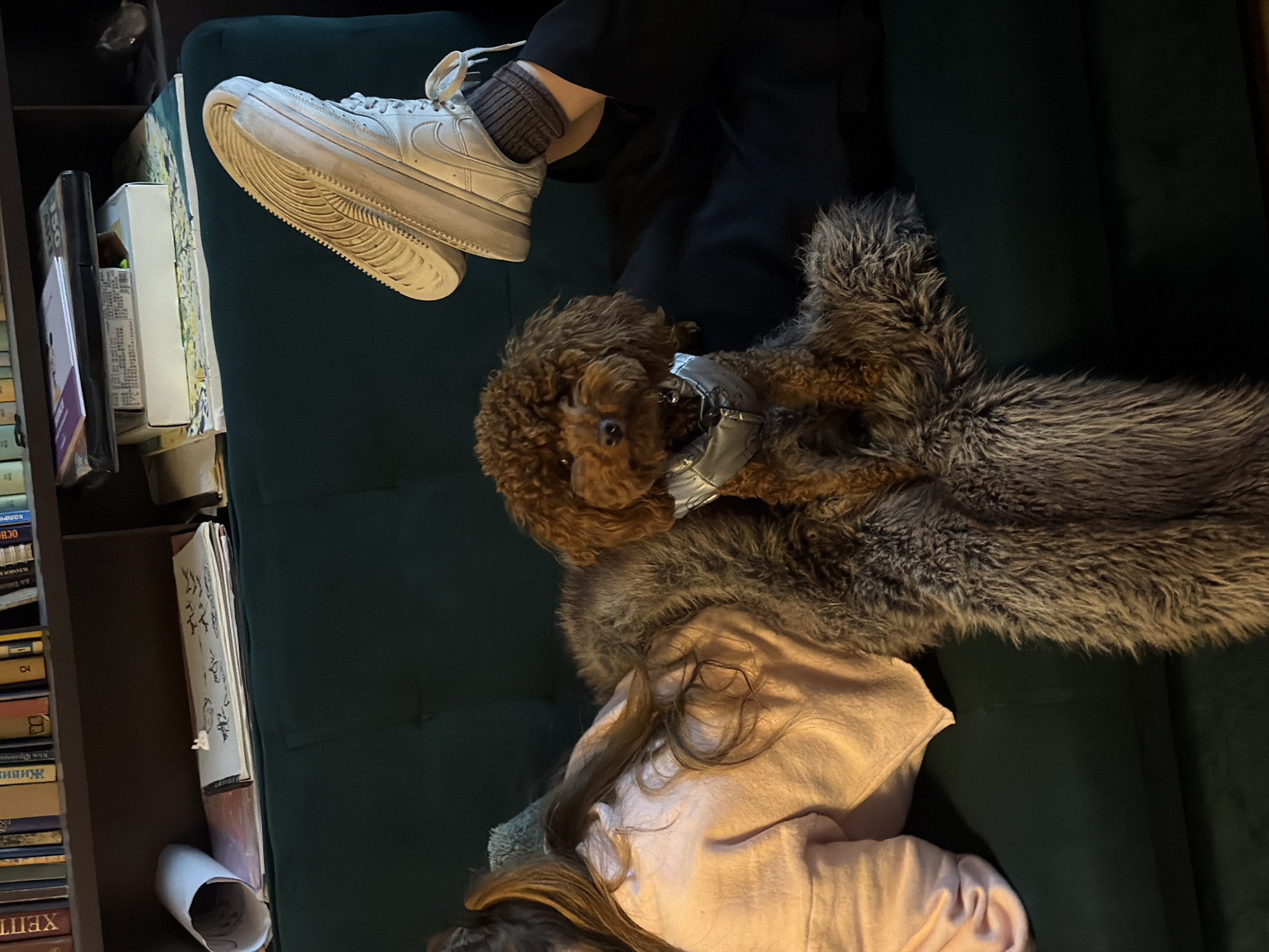 A medium shot from an elevated perspective shows a person reclining on a dark green couch, a light brown poodle, and a fur throw. The person is wearing black pants, a brown sock, and a light gray shoe. The dog is wearing a gray harness. The person's hair is long and brown. A bookcase with books is visible to the left of the couch. The location is unknown, and there is no information to suggest it is in Sofia, Bulgaria.