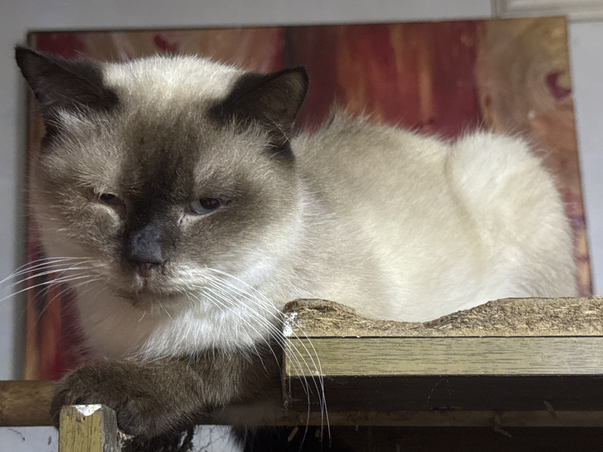 A Siamese cat is lying on a wooden shelf, positioned in the foreground. The cat is looking towards the left side of the frame with its left eye partially closed, giving it a sleepy or squinting appearance. Its fur is a creamy white with darker brown points on its ears and face. The cat's paws are resting on the edge of the shelf. The background consists of a colorful abstract painting with streaks of red and yellow. The shelf the cat is on appears to be part of a multi-tiered structure. The lighting suggests it is indoors, possibly in a home environment. There is no discernible information within the image that links it to Davao City, Philippines.
