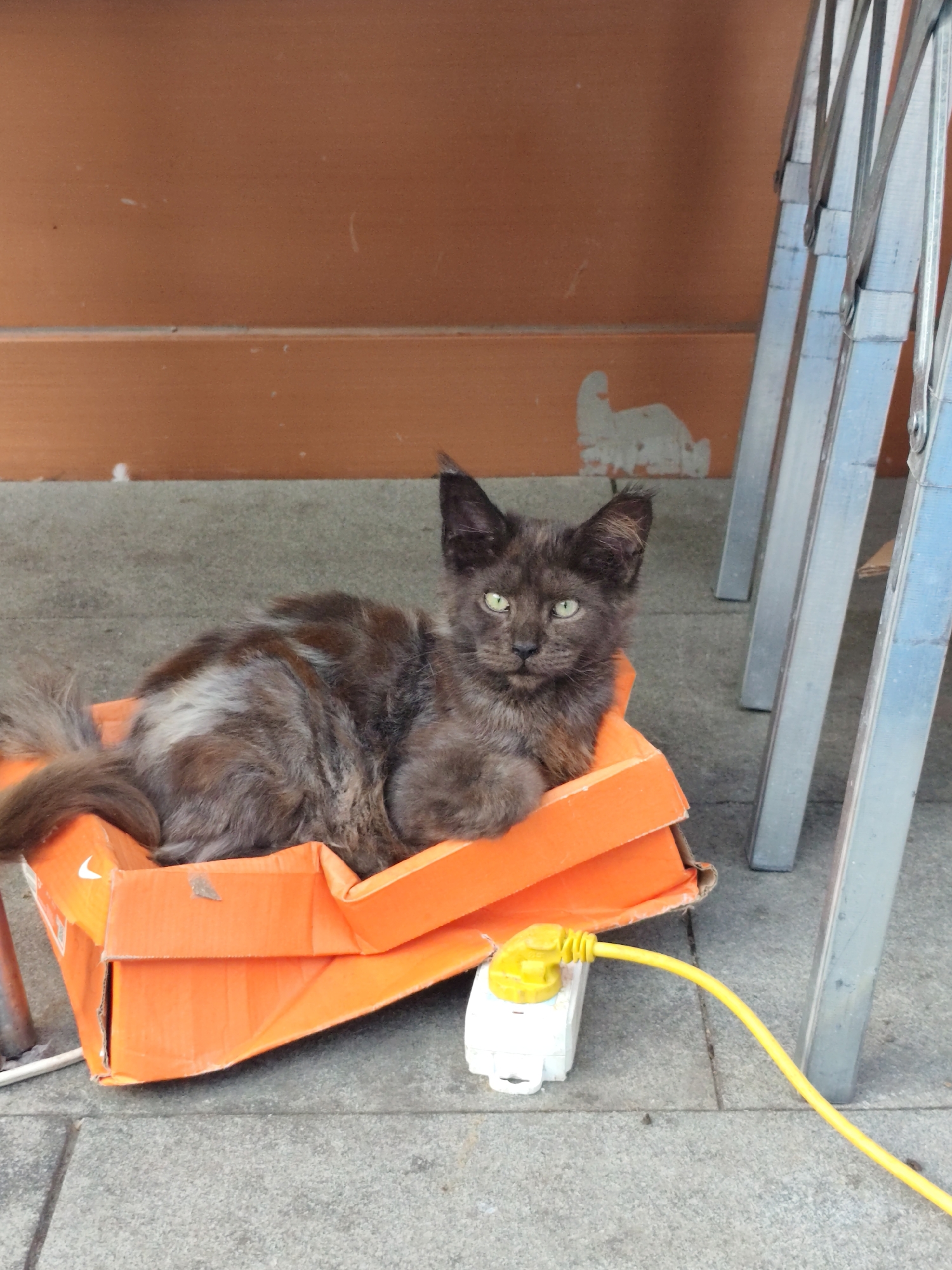 A dark-colored, long-haired cat with green eyes is lying in an orange cardboard box. The box is positioned on a gray, paved surface. To the right of the box are the metal legs of a folding chair or table. Behind the box is a wall painted a rusty orange color. A white electrical outlet with a yellow cord plugged into it is on the ground near the front of the box. The scene appears to be outdoors.