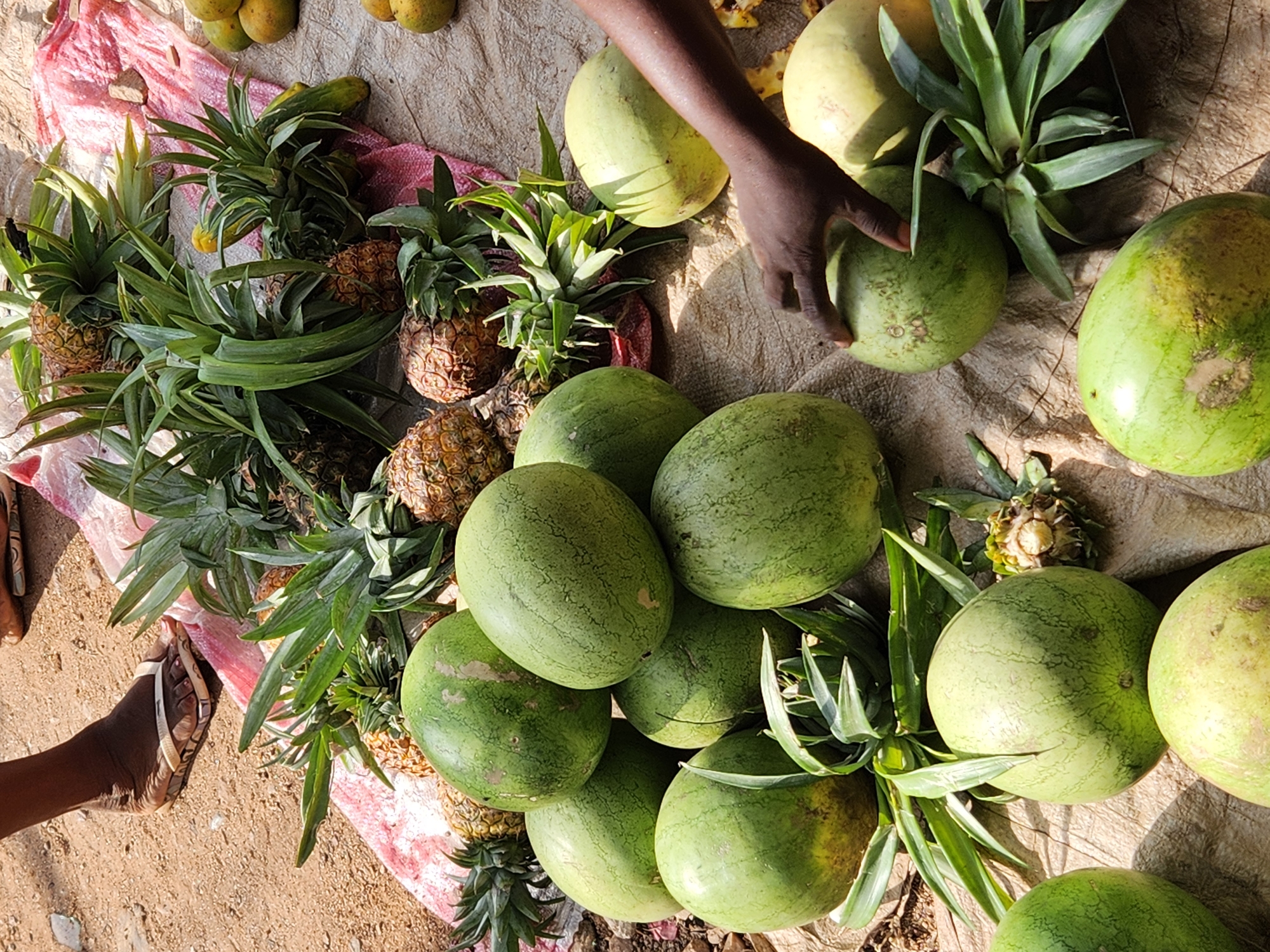 At a street market in Sabon Tasha, Nigeria, a close-up shot captures a variety of fruits, including watermelons and pineapples, displayed on a textured, light-colored tarp. A person's dark-skinned hand is visible, touching one of the watermelons, suggesting a transaction or selection process. Another person's lower legs and feet, clad in sandals, are present in the upper left corner, indicating the presence of shoppers or vendors. The ground beneath the tarp appears to be dirt. The fruits are arranged in an informal, abundant manner, typical of an open-air market. The lighting suggests it is daytime, with strong shadows indicating sunlight.