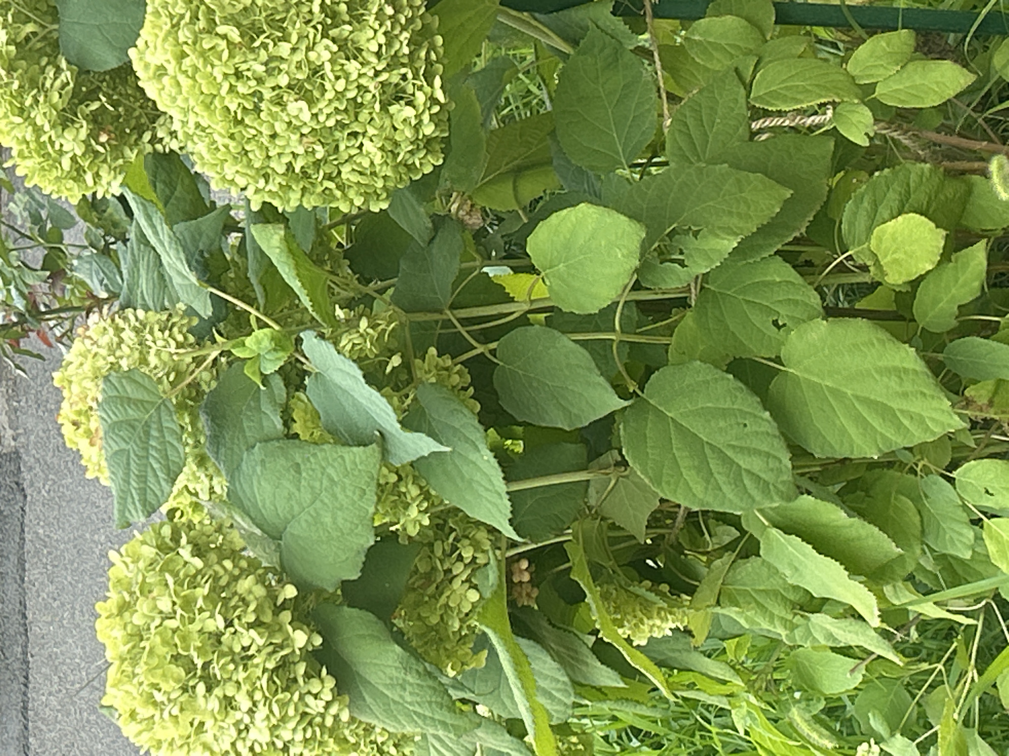A close-up, eye-level shot captures a cluster of light green hydrangeas in bloom, set against a blurred grey, possibly asphalt, background. The hydrangeas exhibit rounded, dense flower heads composed of numerous small florets. Large, serrated green leaves, some with visible veins and minor damage, surround the flowers. The scene suggests an outdoor setting, likely a garden or park, possibly in Almaty, Kazakhstan, though no specific landmarks or identifying features are visible to confirm the location. No people or animals are present in the image. The lighting is natural and appears to be daytime.