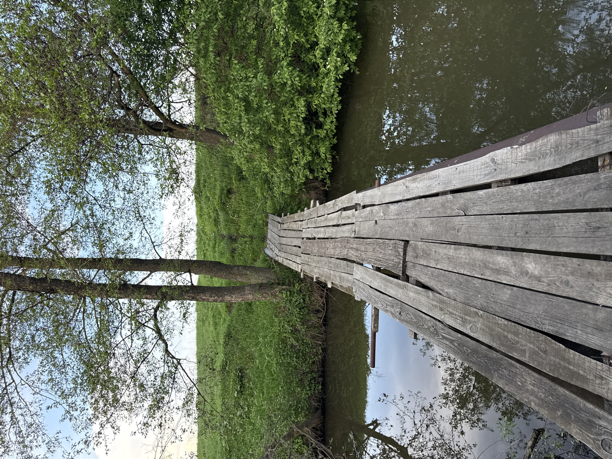 The image shows a narrow, wooden bridge stretching across a body of water, likely a canal or small river. The bridge is constructed of planks and appears aged, with some planks warped or missing. Lush green vegetation borders the water on both sides. Two trees frame the left side of the image, with their branches reaching towards the sky. The sky is partially visible through the tree branches, displaying a mix of blue and white clouds. Reflections of the trees and sky are visible in the water. The location is Ленино, Russia.