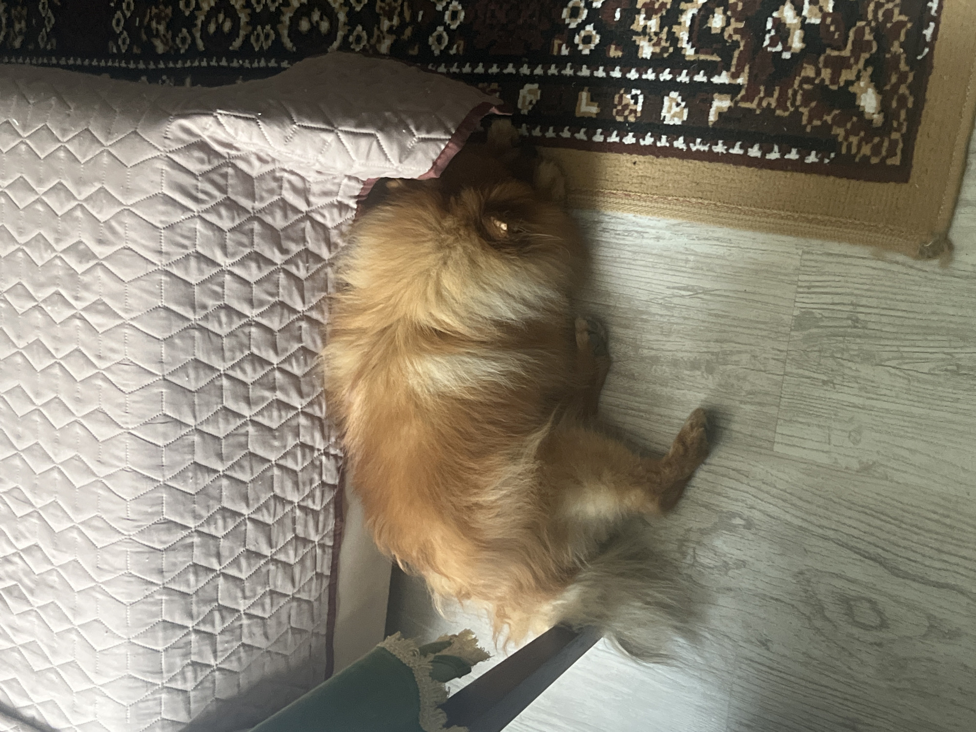 In an indoor residential setting located in Asenovgrad, Bulgaria, a medium-sized, long-haired canid, exhibiting light brown to ginger fur with lighter highlights, is observed resting on a light wood-grain laminate floor. The animal is curled on its left side, with its head and forelimbs obscured beneath a light pink or beige quilted bed skirt. The bed skirt features a repeating geometric pattern of tessellated cubes. To the right of the canid and bed skirt, a segment of a rectangular rug is visible, displaying a dark brown base with a patterned design in beige, white, and brown, bordered by a plain light brown edge. In the lower-left quadrant of the image, a dark brown wooden furniture leg is present, accompanied by a piece of green fabric adorned with white lace trim, consistent with the underside of a chair or small table. No other individuals are present in the visible frame.