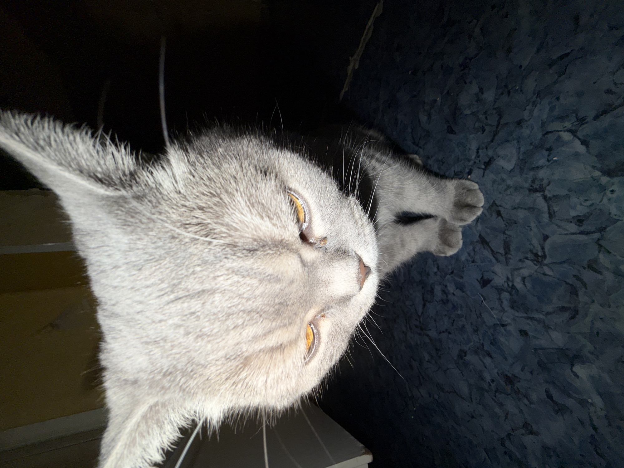 A gray cat with golden eyes is lying on a dark-blue surface with its head tilted downward and to the left. The surface has a mottled, marble-like texture. A dark, possibly black, void is visible behind and above the cat's head, with a white surface behind the cat's chin. The location of Perm, Russia is not determined by the image.