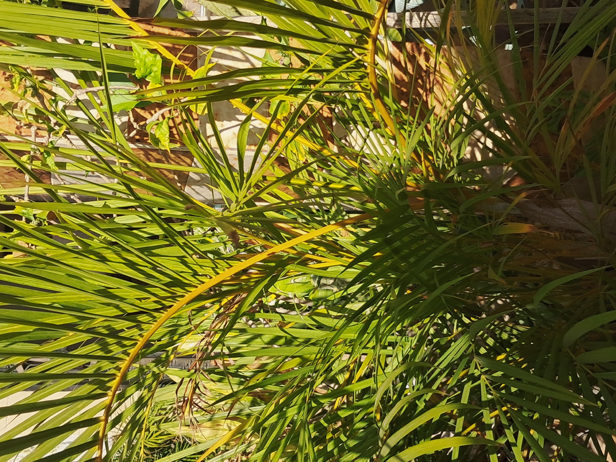 The image shows a close-up view of palm fronds. The fronds are green and yellow, and they are arranged in a dense cluster. The background is blurry, but it appears to be a wall with some other plants growing on it. There is no indication of the location or the presence of people.