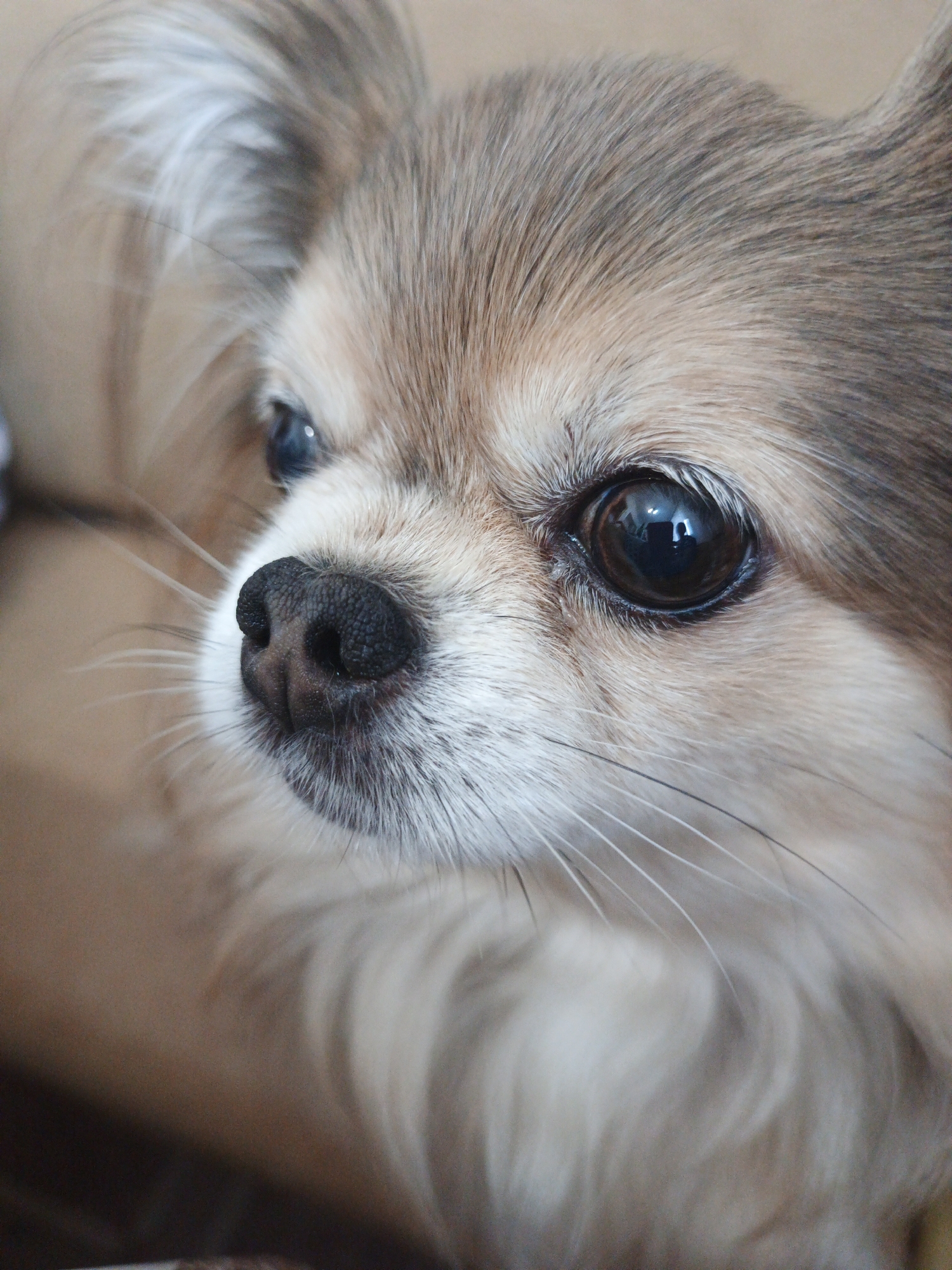 This is a close-up, vertical, eye-level, indoor portrait of a tan and white long-haired Chihuahua dog. The dog's head is facing to the left, with its nose just visible in the center of the frame. The dog's dark, round eye is prominent on the right side of the image, reflecting the light source. The dog's fur is a mixture of tan and white, with longer hairs visible around its ears and muzzle. The background is a blurred, warm brown color, suggesting an indoor setting. There is no visible location in the city of Medvedyovka, Russia.