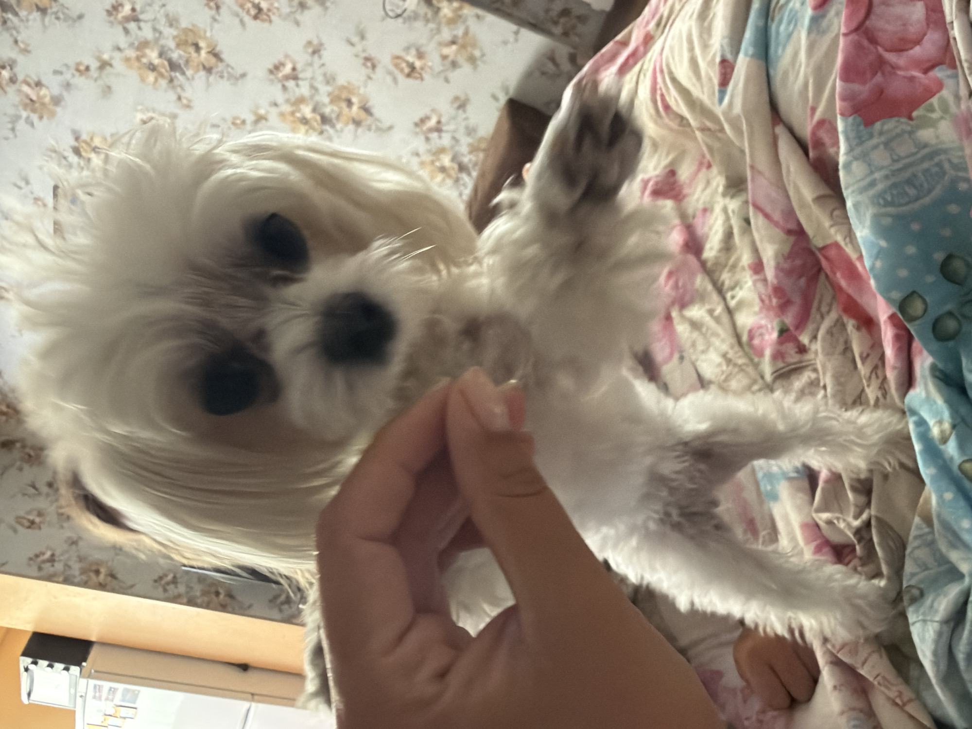 A close-up, slightly blurry, eye-level shot captures a small white dog, possibly a Maltese, standing on a patterned blanket. The dog's front paws are raised, and it appears to be reaching towards a human hand that is holding a small, light-colored object, likely a treat. The hand is positioned in the lower left quadrant of the image. The background consists of a floral-patterned wallpaper. The scene appears to be indoors, possibly in a bedroom, with a glimpse of a white refrigerator and orange vertical trim in the far upper left corner, suggesting a domestic environment in Partenit, Ukraine.
