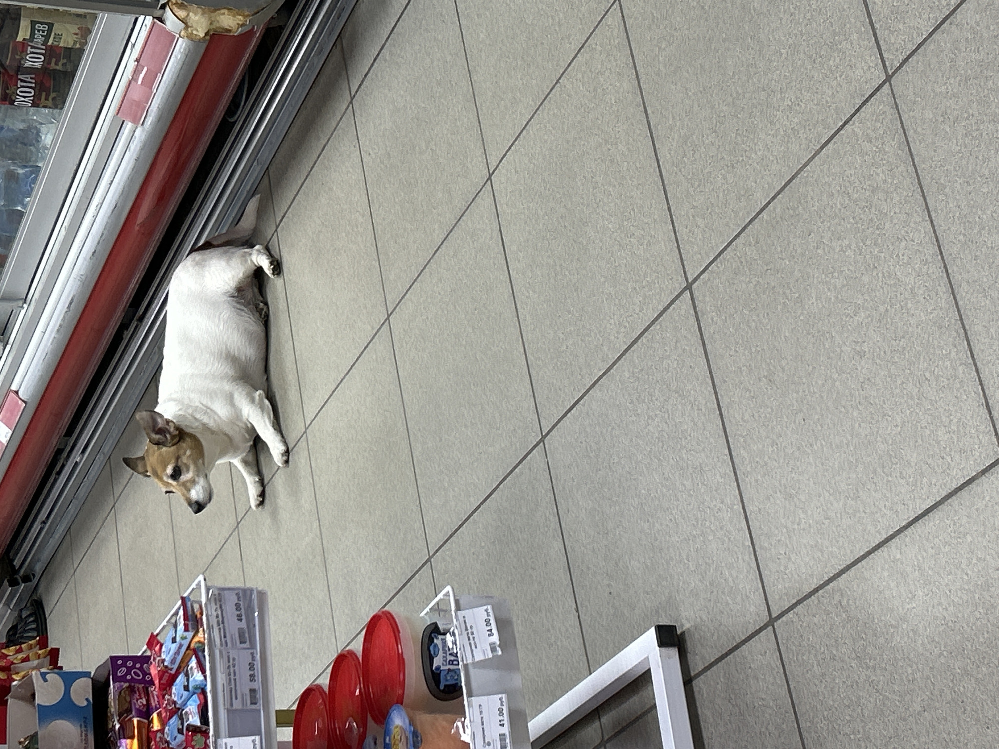 This image captures a quiet moment in what appears to be a grocery store or supermarket aisle in Chaikovsky, Russia. The primary subject is a small, short-haired dog, possibly a Jack Russell Terrier or a similar breed, with predominantly white fur and light brown markings on its head and ears. The dog is lying calmly on its side on the light grey tiled floor, its head slightly raised as it looks towards the lower left of the frame, suggesting a moment of rest or observation.
The setting is an indoor commercial space, characterized by rows of shelving and display units. Along the left side of the frame, a long refrigeration or display unit with red accents and metallic frames is visible, with various products partially reflected in its glass. Some Cyrillic text, including "ОХОТА" (OKHOTA, meaning "Hunt") and parts of "КОТЛЕТ" (KOTLET, meaning "cutlet" or "meatball"), is discernible on the products or reflections, further confirming the Russian location.
In the foreground, towards the bottom, several smaller display stands hold packaged goods, likely snacks or small items, with some distinct red circular containers also visible. Price tags on these stands clearly show values in Russian Rubles: "84.00 руб.", "58.00 руб.", and "41.00 руб.". The floor is made of light grey, speckled tiles with darker grey grout lines running diagonally across the scene. The lighting is consistent with indoor artificial illumination, with no indications of natural light or specific time of day. The overall atmosphere is mundane and calm, with the dog's relaxed posture being the central focus.