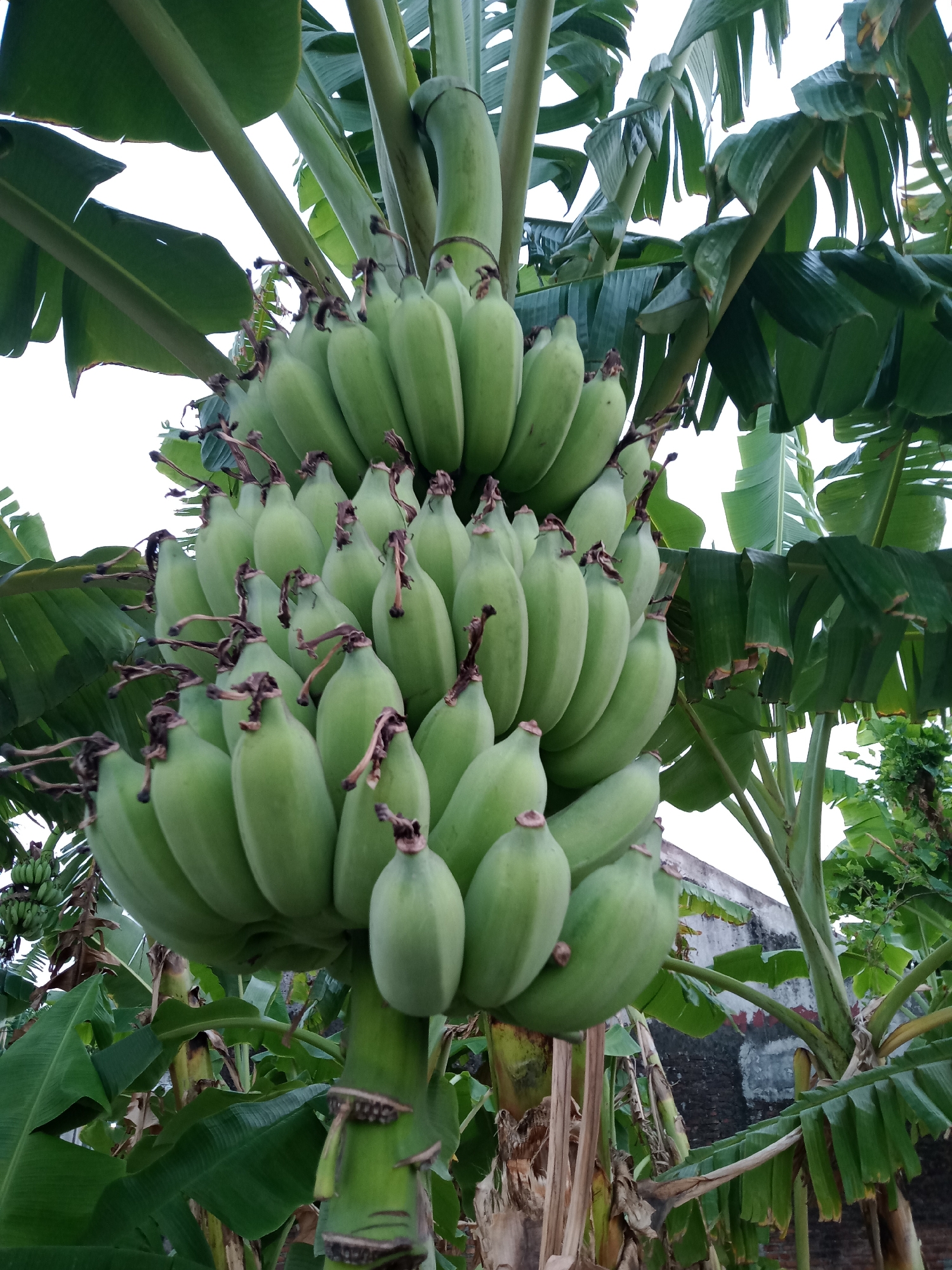 A bunch of green bananas hangs from a tree in a garden in Kedungturi, Indonesia. The bananas are unripe and are arranged in clusters. The tree has large green leaves, and the sky is visible in the background. The image appears to be taken during daylight hours. There is a building visible in the background, suggesting it is in a residential or agricultural area.