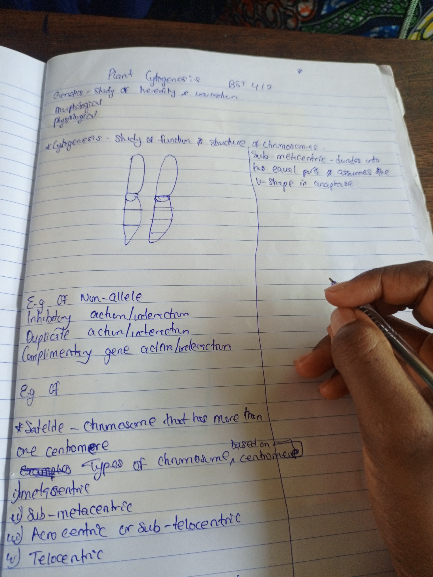 The image captures a close-up, slightly overhead view of a person's right hand holding a black and silver pen, poised over an open notebook, suggesting a study or note-taking session. The notebook contains blue-lined white paper with extensive handwritten notes in blue ink.
The visible text indicates a focus on biological or genetic topics, including the title "Plant Cytogenesis BST 412." Definitions such as "Genetics - Study of heredity & variation" and "Cytogenesis - Study of function & structure of Chromosomes" are present. A hand-drawn diagram illustrating two chromosomes is visible in the middle of the page. Further notes elaborate on "Sub-metacentric" chromosomes, describing how they "divides into two equal parts & assumes the V-shape in anaphase." The page also lists examples of "Non-allele" interactions like "Inhibitory action/interaction," "Duplicate action/interaction," and "Complimentary gene action/interaction." A definition for "*Satellite - Chromosome that has more than one centromere" is also included. The notes then categorize "Types of chromosomes, based on centromere," listing "i) Metacentric," "ii) Sub-metacentric," "iii) Acrocentric or sub-telocentric," and "iv) Telocentric."
The notebook rests on a warm-toned wooden surface, likely a desk or table. Portions of a colorful, patterned fabric are visible in the top left and right corners of the frame. The lighting suggests it is daytime. The person's hand has tan skin.