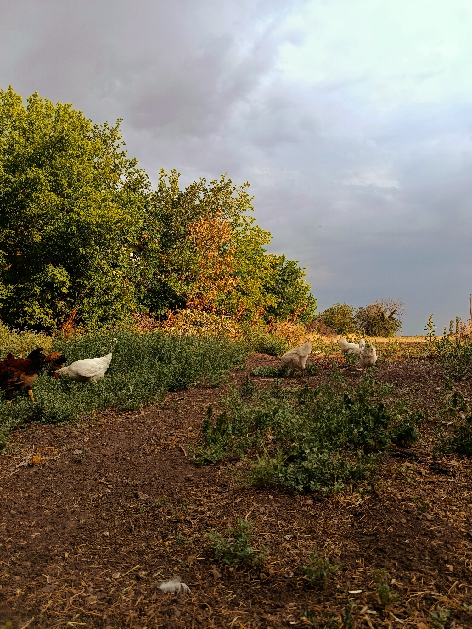 The image depicts an outdoor scene with several chickens in a yard. The chickens are of various colors, including white and dark brown. Some are grazing in the grass, while others are standing on the dirt. The environment includes a large, lush green tree on the left side of the frame, with some trees with orange and yellow foliage behind it. The sky above is cloudy with some lighter areas, suggesting it might be overcast or that the sun is trying to break through. In the background, there are more trees and a hint of a fence or utility pole on the far right. The ground is a mix of dark soil and dry grass or straw. There is a single feather visible on the ground in the foreground. The scene appears to be a rural or semi-rural setting. The specific location in Lotskyne, Ukraine is not visually identifiable from the image itself.