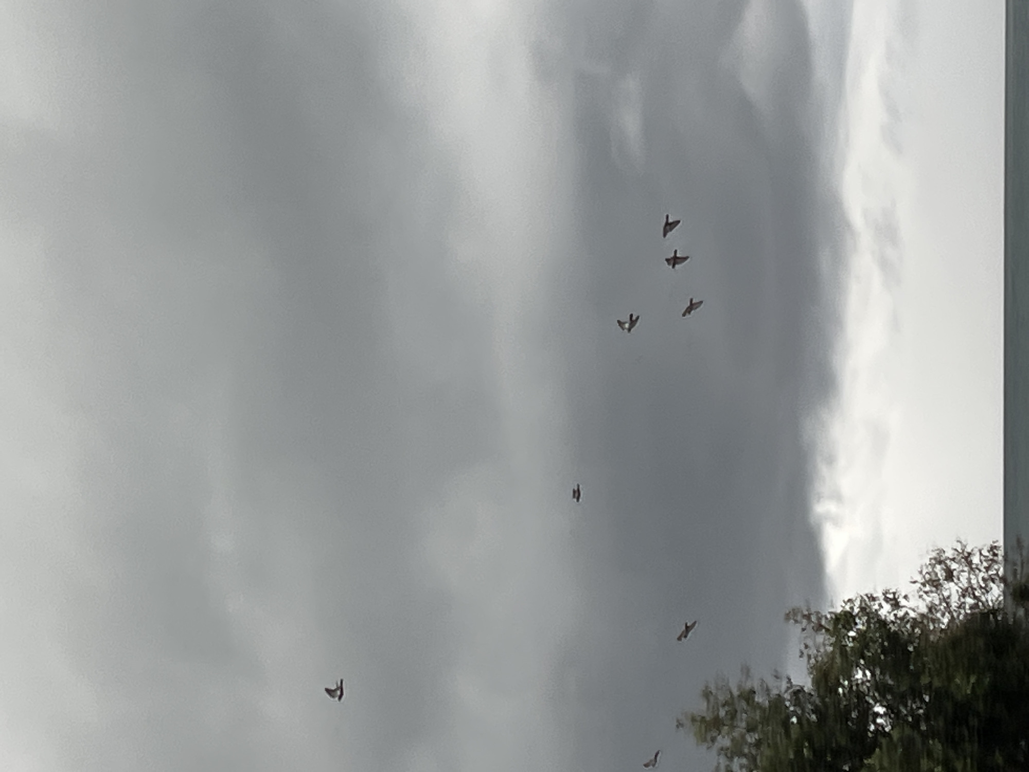 The image shows a flock of birds flying against a cloudy, overcast sky. Below the birds, a tree with foliage is visible. The location is not explicitly stated or discernible from the image's visual content. Therefore, it is impossible to determine the location as Alanya, Turkey.