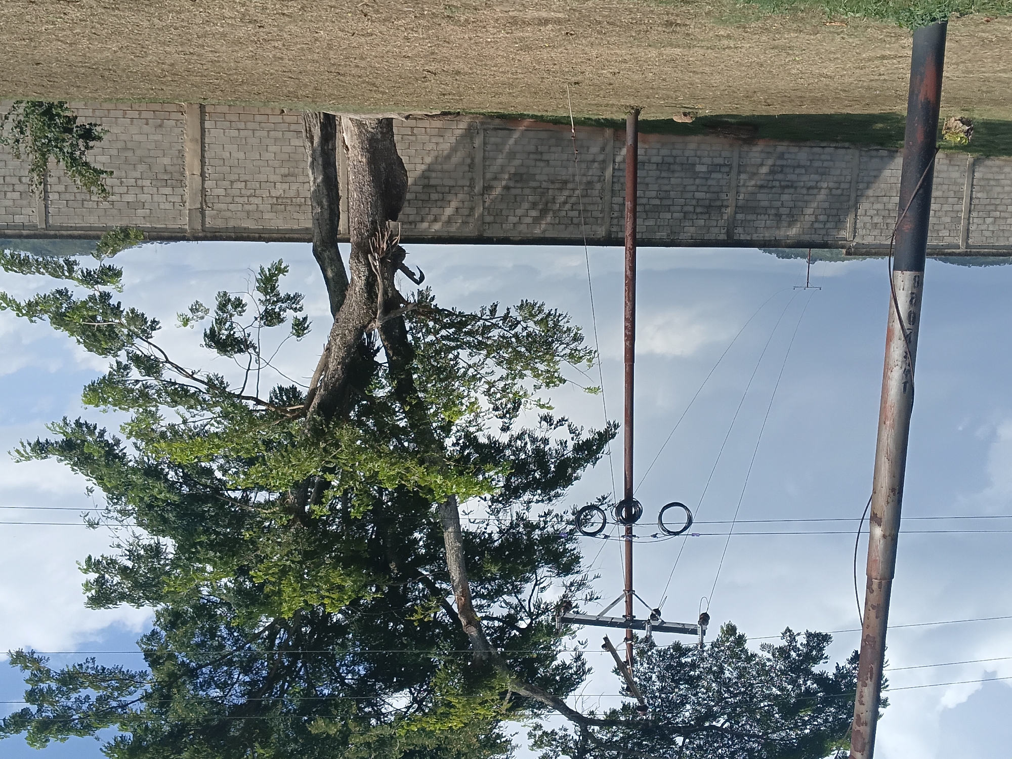 A large tree with a thick trunk and branches extending to the right dominates the center and right side of the image. The tree is adjacent to a concrete block wall that runs horizontally across the background. To the left of the tree, a tall, slender utility pole stands, with wires strung between it and another pole further in the distance. The ground in the foreground is covered in dry grass. The sky above is a mix of blue and white clouds. The scene appears to be located in an outdoor, possibly rural or semi-rural area. The city of Taguanes, Venezuela, is a plausible context for such a landscape.