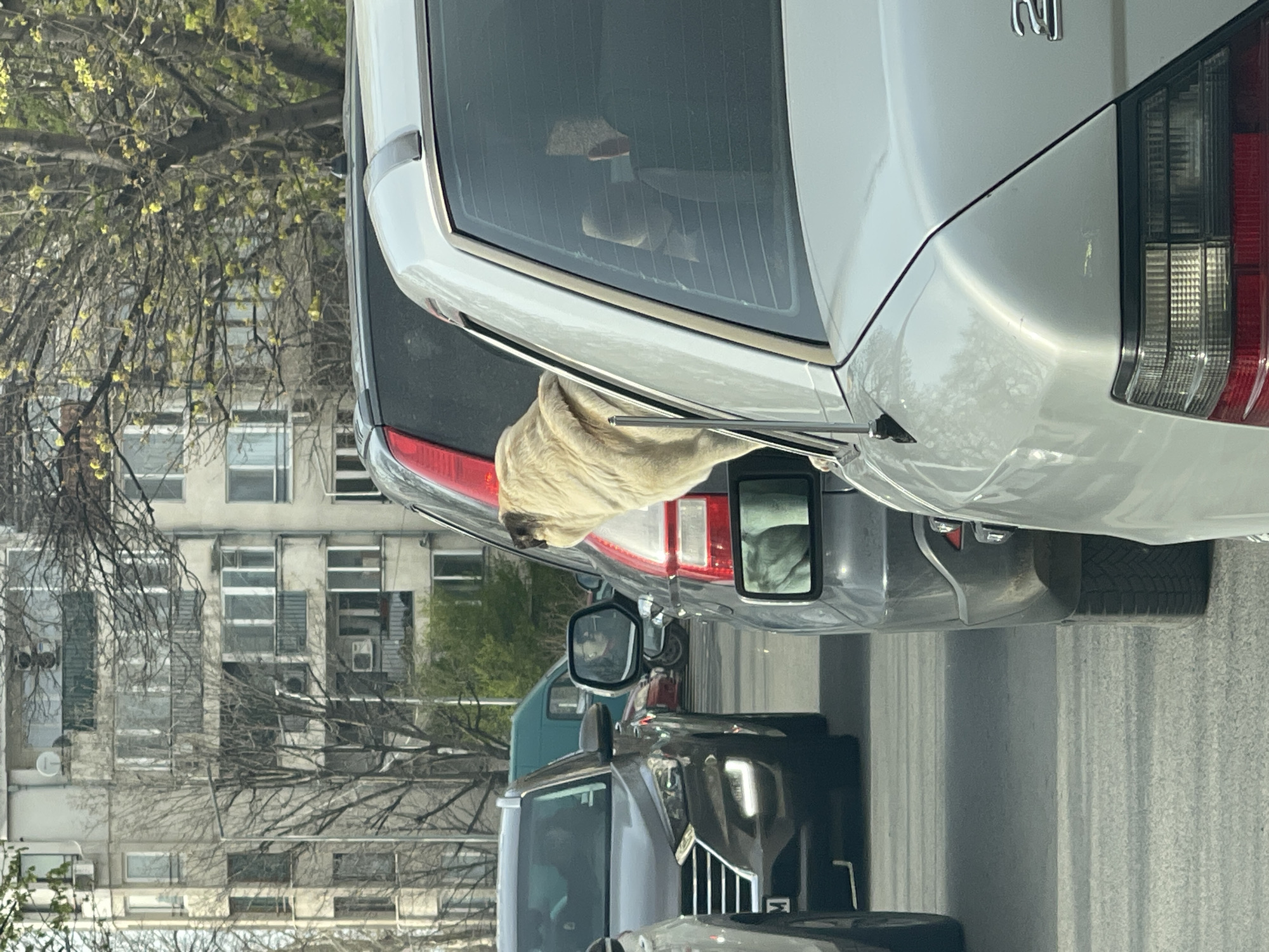 A photograph shows a street in what appears to be the city of Burgas, Bulgaria. The image is taken from a position within traffic, with a close focus on several vehicles. A silver-colored car is positioned prominently. The rear end of the car is visible, including the taillight assembly, wiper arm, and the 'N' emblem on the trunk lid. A light-colored dog is seen with its head hanging partially out of the car's rear window. The dog's fur is visible, but specific breed identification is not readily discernible. In the background, there is an apartment building with multiple windows, suggesting a residential area. Other cars are also present in the scene, contributing to the urban traffic environment. The perspective of the photo suggests it was taken from a relatively low angle, likely from within another vehicle. The presence of trees with budding leaves hints at springtime.