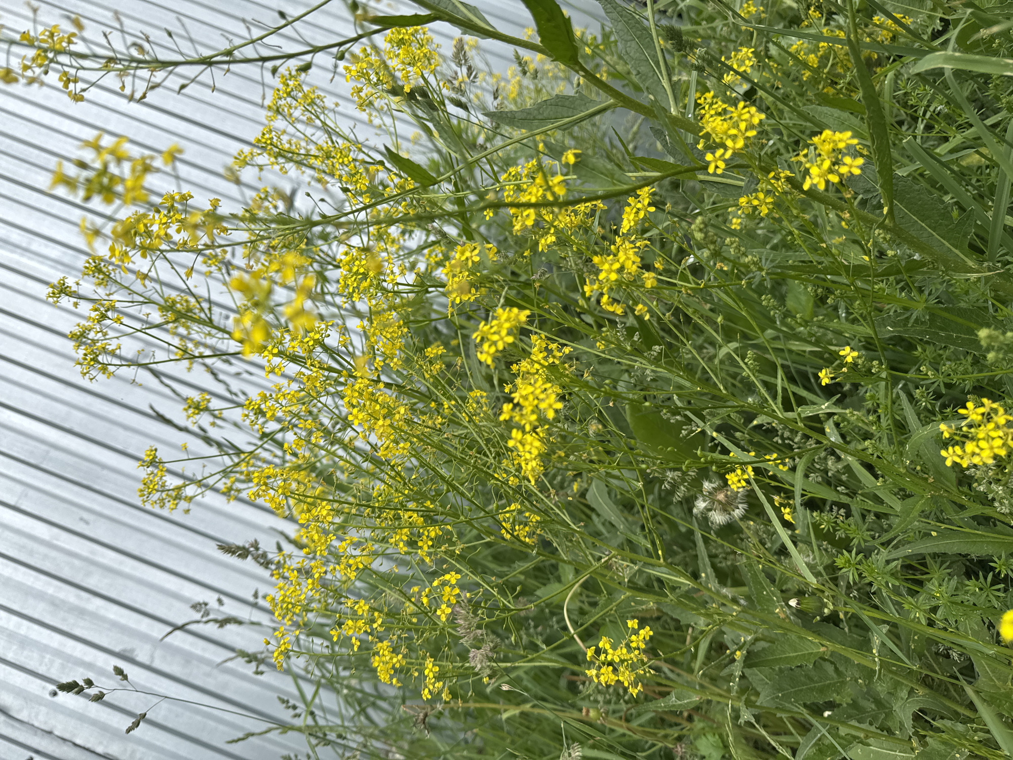 The image displays a dense growth of yellow-flowered plants, likely from the Brassica family, with numerous small blossoms on green stems and leaves. These plants occupy the majority of the lower two-thirds of the frame, mixed with various green grasses and other broadleaf weeds. A few mature seed heads, including a white, fluffy dandelion-like one, are visible within the foliage. In the upper third of the image, a light grey corrugated metal fence or wall with distinct vertical ridges serves as a backdrop, running diagonally upwards from the left. The scene is outdoors and well-lit by natural light. No people, animals, or artificial objects other than the fence are present. This scene is situated in the city of Chaikovsky, Russia.