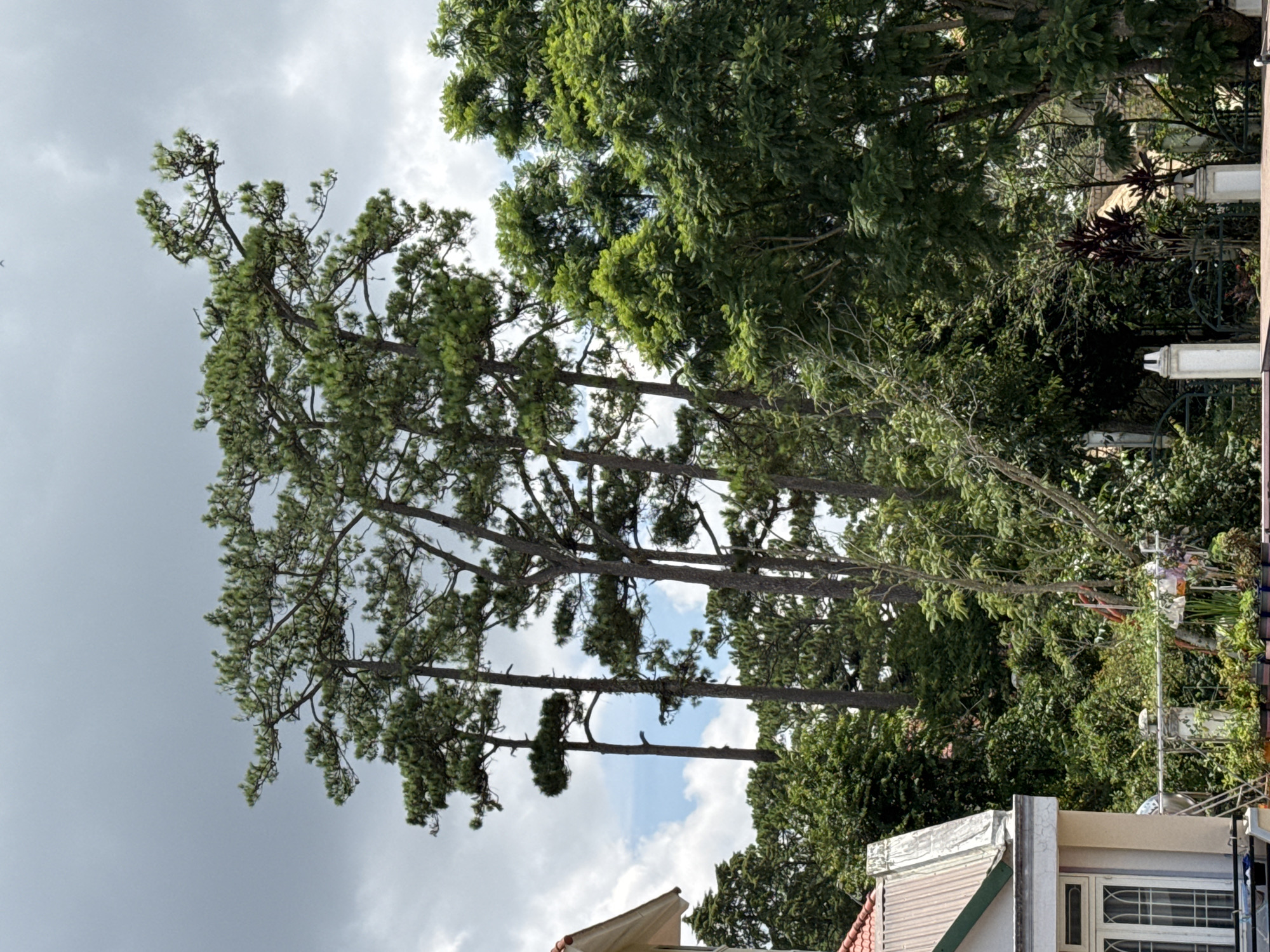The image shows a view of tall pine trees and lush green foliage against a cloudy sky, with a part of a building visible on the left. This scene is characteristic of the hilly terrain and abundant greenery found in Da Lat, Vietnam. The building on the left appears to be a house with a red-tiled roof and white window frames, suggesting a residential area. The pine trees, a common sight in Da Lat's landscape, stand tall and proud, their branches reaching towards the sky. The overall impression is one of natural beauty and tranquility, with a hint of human habitation blending into the environment. The presence of clouds suggests a potentially overcast or approaching rainy day, which is common in Da Lat's tropical climate.