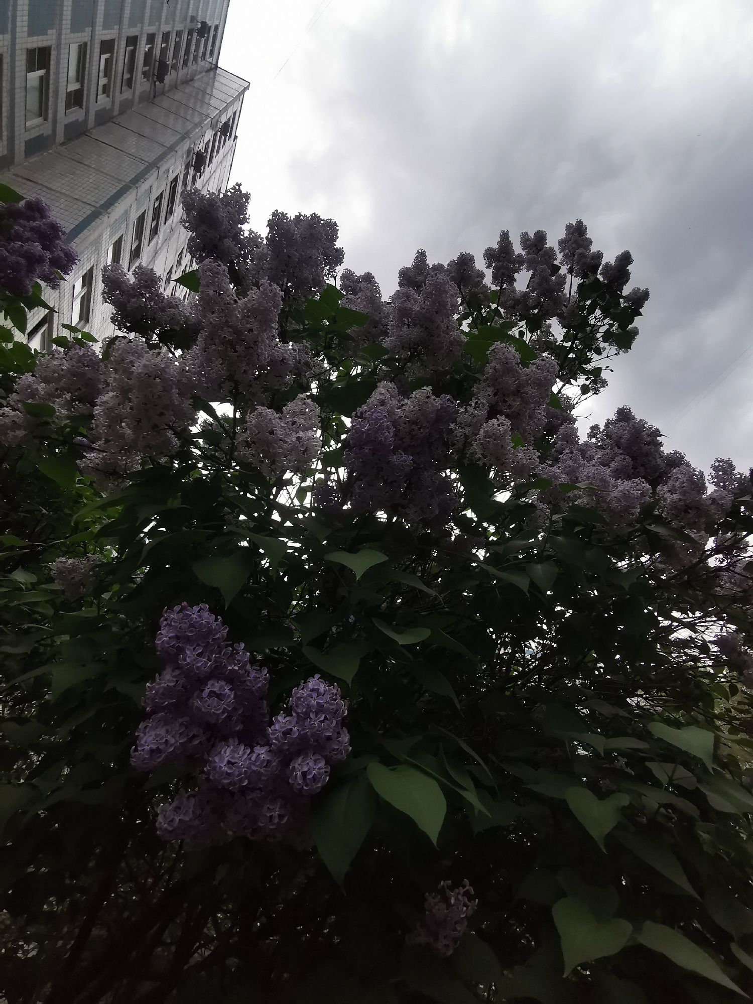 The image shows a lilac bush in bloom, with a tall building in the background and an overcast sky overhead. The lilac blossoms are a mix of light and darker purple hues. The building appears to be constructed of light-colored tiles, with multiple windows. The sky is filled with grey clouds.