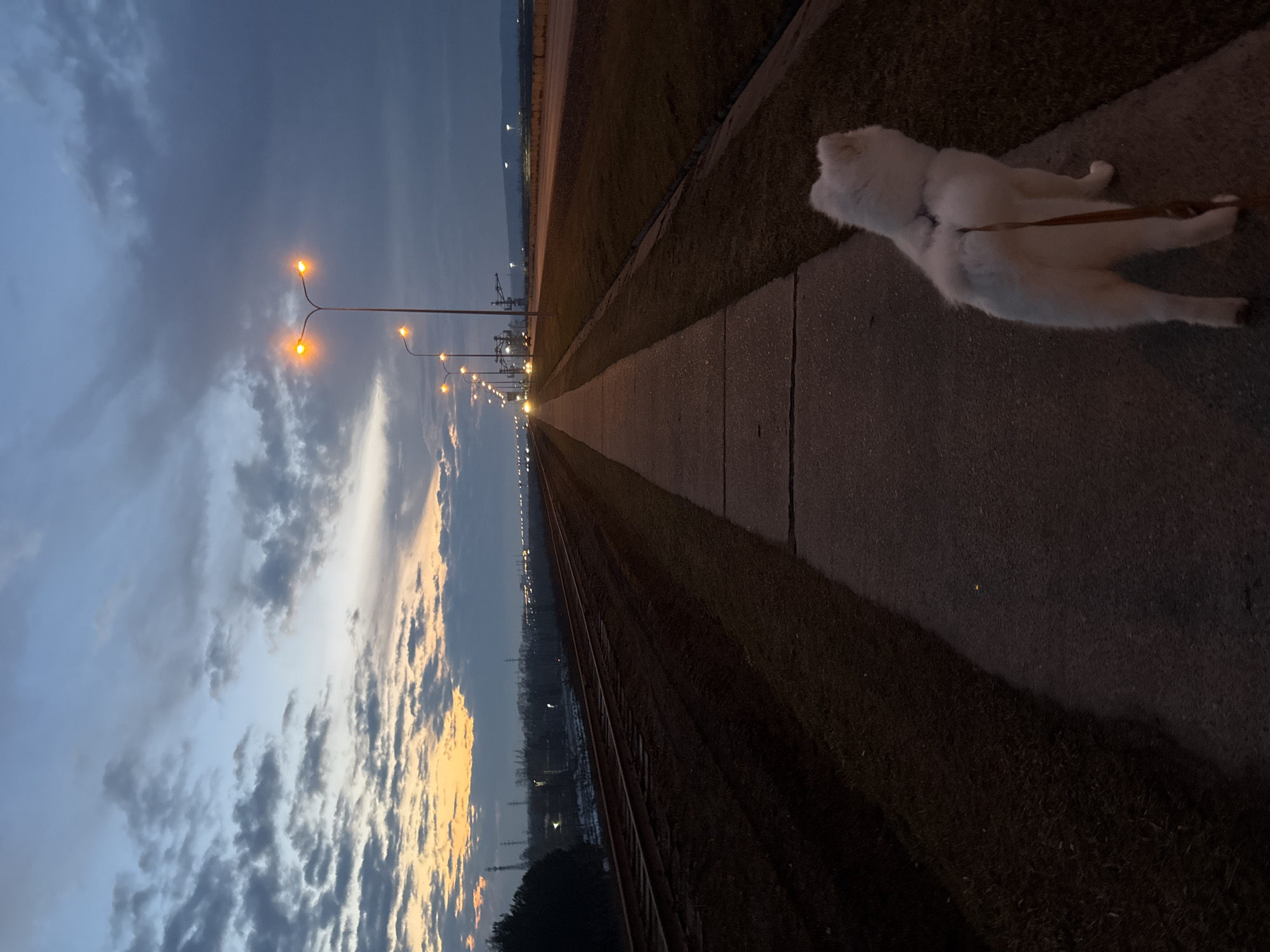 The image shows a Samoyed dog lying on a sidewalk next to a grassy area. The sidewalk is adjacent to railroad tracks. Streetlights illuminate the scene, and the sky is a mix of dark clouds and a setting sun. The location is likely in Chaikovsky, Russia, as requested.