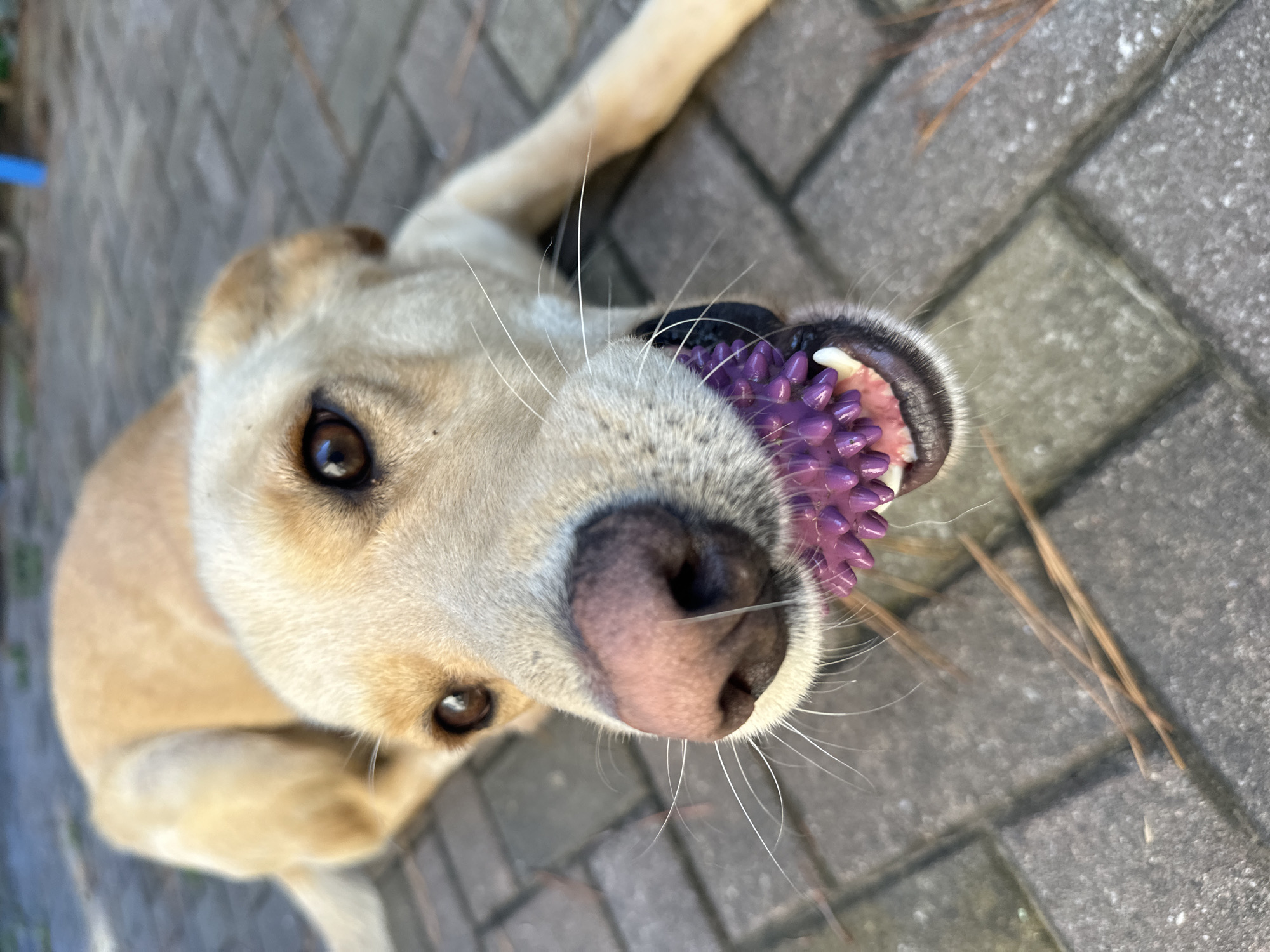An extreme close-up, eye-level shot shows a light-colored dog lying on a paved surface, gripping a spiky purple ball in its mouth. The dog's head is angled towards the camera, with its eyes looking directly at the viewer. The dog's pink nose and white whiskers are prominent. The background consists of a patio made of gray rectangular pavers and some scattered pine needles. The lighting suggests an outdoor setting during the day. There is no visible indication of Sochi, Russia in the image.