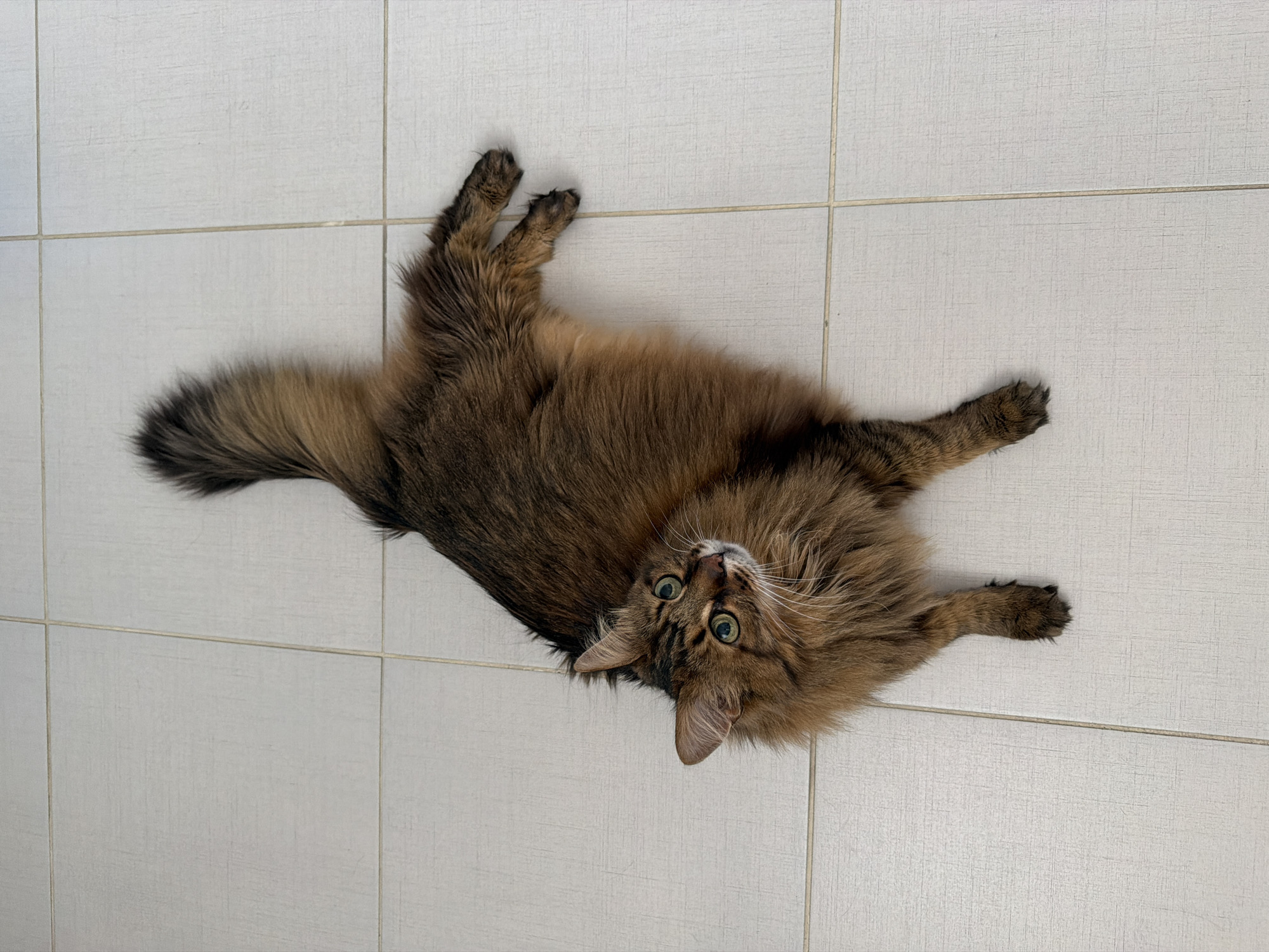 A long-haired brown tabby cat with green eyes is lying on its back on a light-colored tiled floor. The cat's tail is curled upwards. The image appears to be taken from directly above the cat. There is no discernible location in the city of Kyiv, Ukraine.