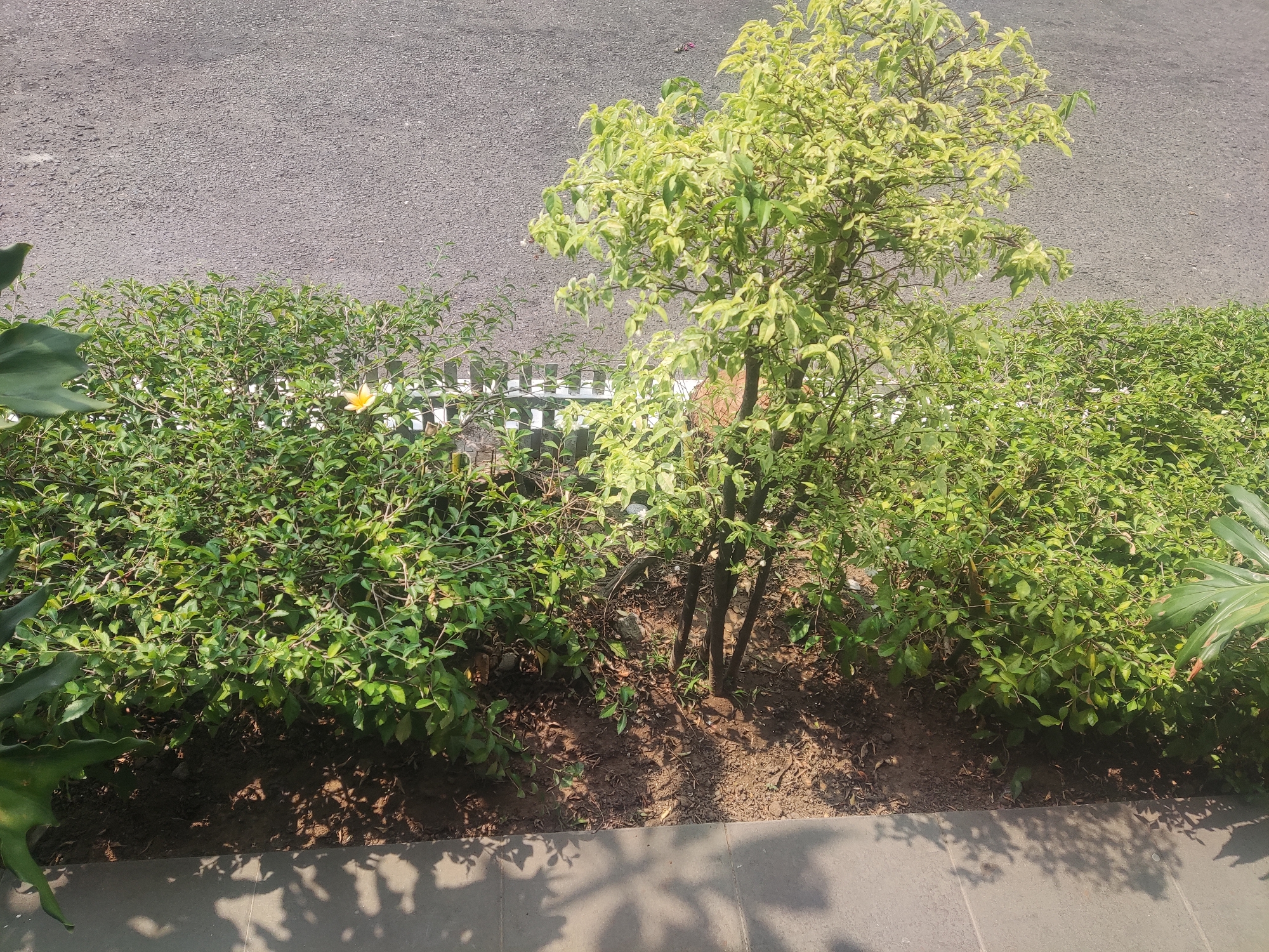 A small, multi-trunked tree with variegated light green and dark green leaves stands in a garden bed next to a row of dense, dark green bushes. A single yellow flower is visible among the bushes. Behind the bushes, a white picket fence is partially obscured by the foliage. The garden bed is mulched with dark soil and debris. The ground in front of the garden bed is paved with light gray concrete tiles, and dappled shadows from the leaves of the trees and bushes are cast upon it. The background consists of a textured asphalt surface. The scene appears to be an outdoor area, possibly a street-side planting or a park. No people are present.