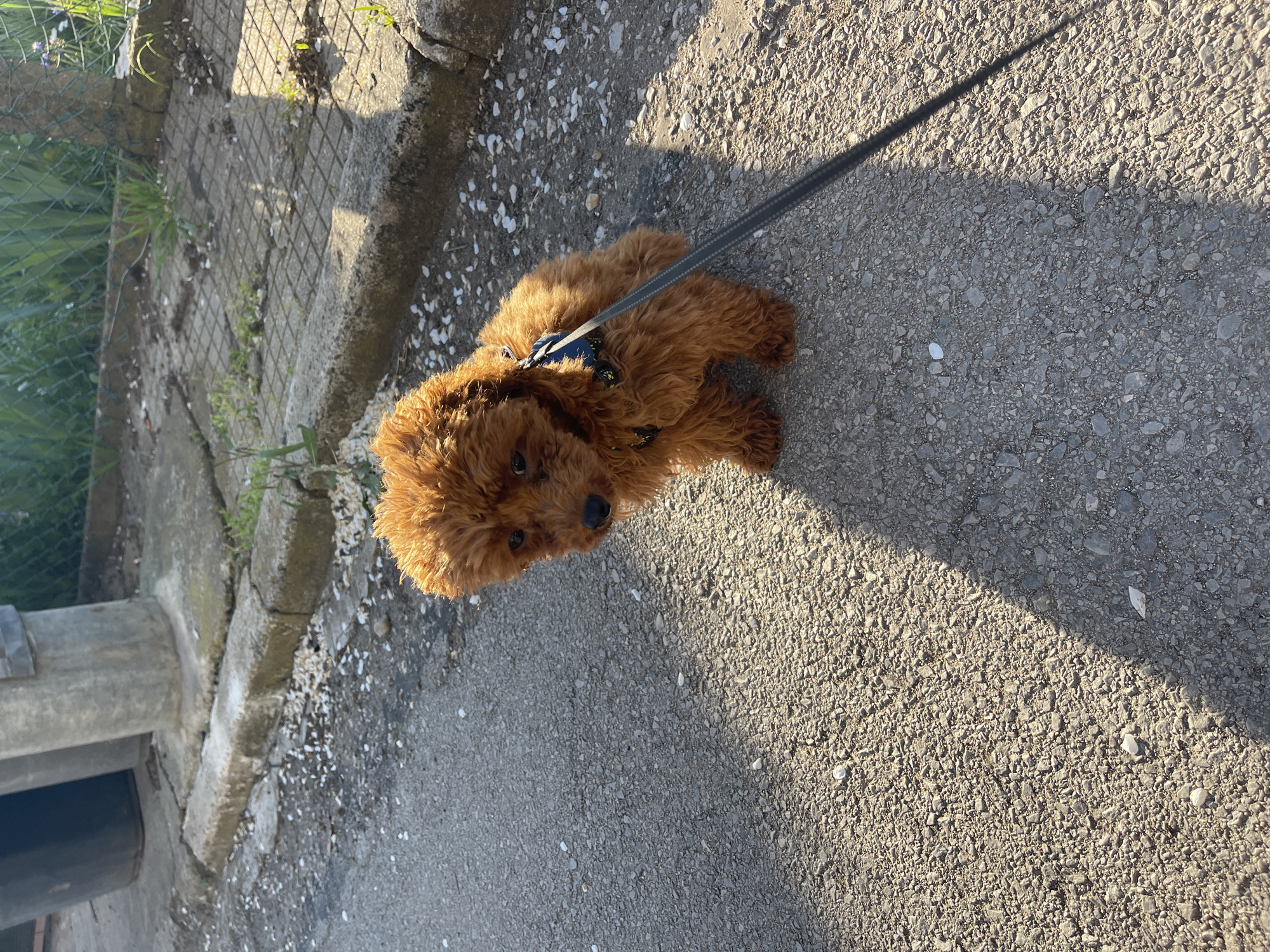 A small, reddish-brown curly-haired dog, appearing to be a poodle or similar breed, is captured in an outdoor setting in Sofia, Bulgaria. The dog is seen from a slightly elevated perspective, looking directly up at the camera with an attentive and curious expression. It is wearing a blue harness, and a black leash extends upwards from the harness, indicating it is being walked.
The dog is positioned on a paved surface, likely a sidewalk or path, made of dark grey asphalt or tarmac with various small light-colored pebbles scattered across it. To the left of the dog, a wire fence with some green foliage and a concrete wall or structure are visible in the background.
The scene is brightly lit by direct sunlight, casting distinct, long shadows, particularly from the leash onto the ground. This suggests either early morning or late afternoon. The clear lighting indicates sunny weather. No visible text is present in the image.
