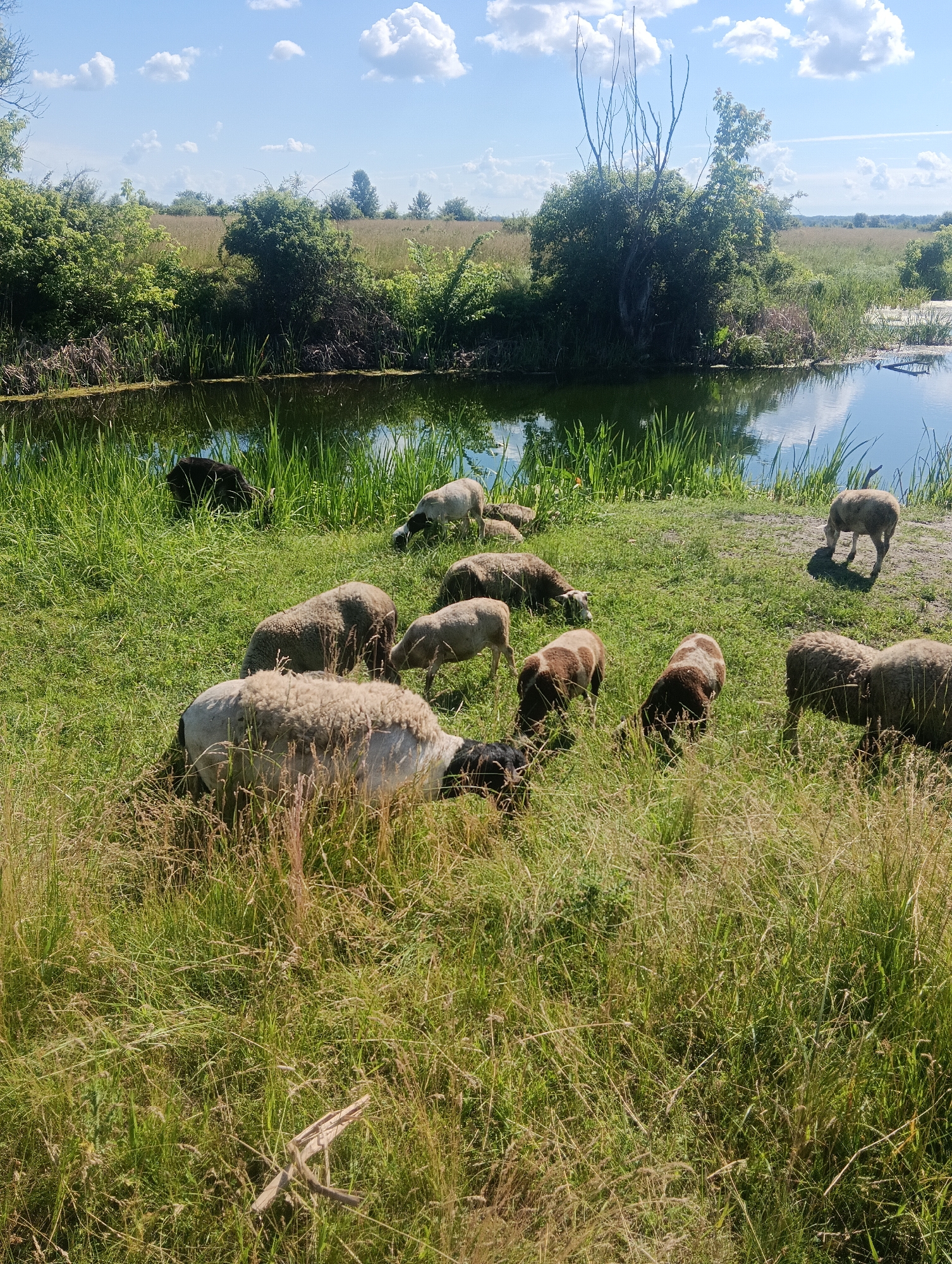 In a grassy area next to a body of water, a flock of sheep graze. The water is calm and reflects the blue sky, which is dotted with white clouds. Lush green vegetation borders the water, and further in the background, a field of tall grass and trees can be seen. The sheep, varying in color from white to brown and black, are spread across the meadow, some grazing with their heads down, others standing. The scene is bathed in bright daylight, suggesting a clear, sunny day. The specific location is unknown.