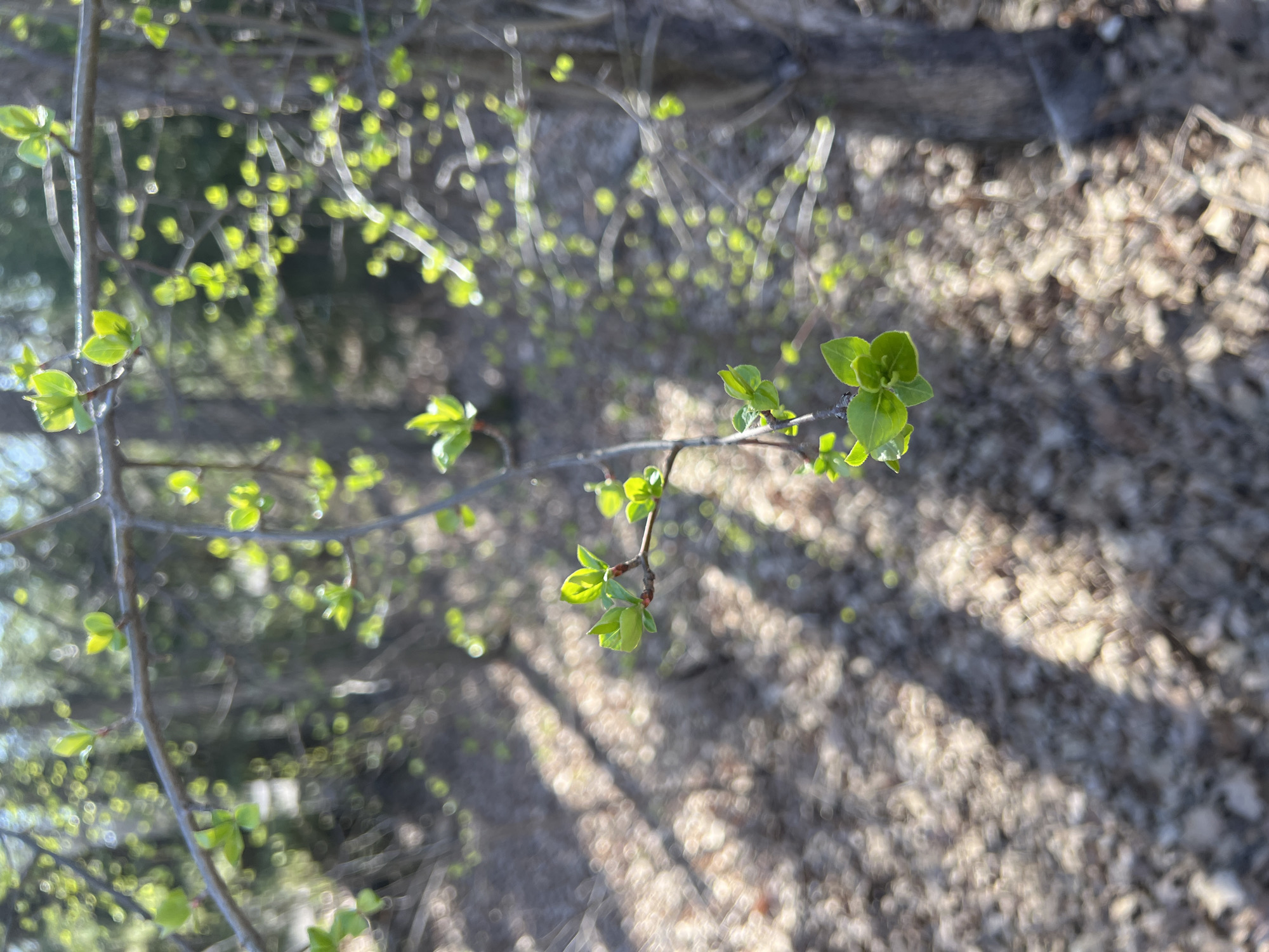 The image captures a close-up view of vibrant, newly unfurling green leaves on slender tree branches, indicating the early stages of spring. In the foreground, several small, bright green leaves are sharply in focus, clustered on a brown twig. Other branches with similar budding leaves are visible in the softly blurred background, creating a bokeh effect. The ground below is also out of focus but appears to be covered with dry leaves, earth, or mulch, with distinct, elongated shadows cast across it by the sunlight. The scene is an outdoor natural environment, likely a forest, woodland, or garden, bathed in bright daylight under clear, sunny weather. No people are present, nor are there any specific activities taking place beyond the natural growth of the foliage. The image evokes a sense of freshness and new beginnings. There is no visible text. The location context for this natural scene is Sanatoriya Yumatovo Imeni 15-Letiya Bassr, Russia.