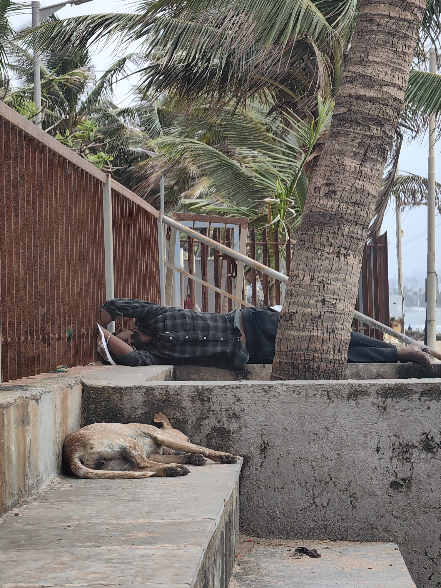 A man in a green and black plaid shirt and dark pants lies on his back on a concrete ledge, his head resting on his arms. A white object, possibly a piece of paper or book, is tucked under his head. Beside him, a light brown dog sleeps on another concrete ledge, curled up on its side. The scene is set outdoors, with a large palm tree trunk to the right of the man. A rusted metal fence is visible behind the man, and palm fronds extend across the top of the image. The background suggests an urban coastal environment, possibly near the sea, with the faint outline of buildings and a hazy sky. The overall impression is one of a quiet, resting moment in a public space.