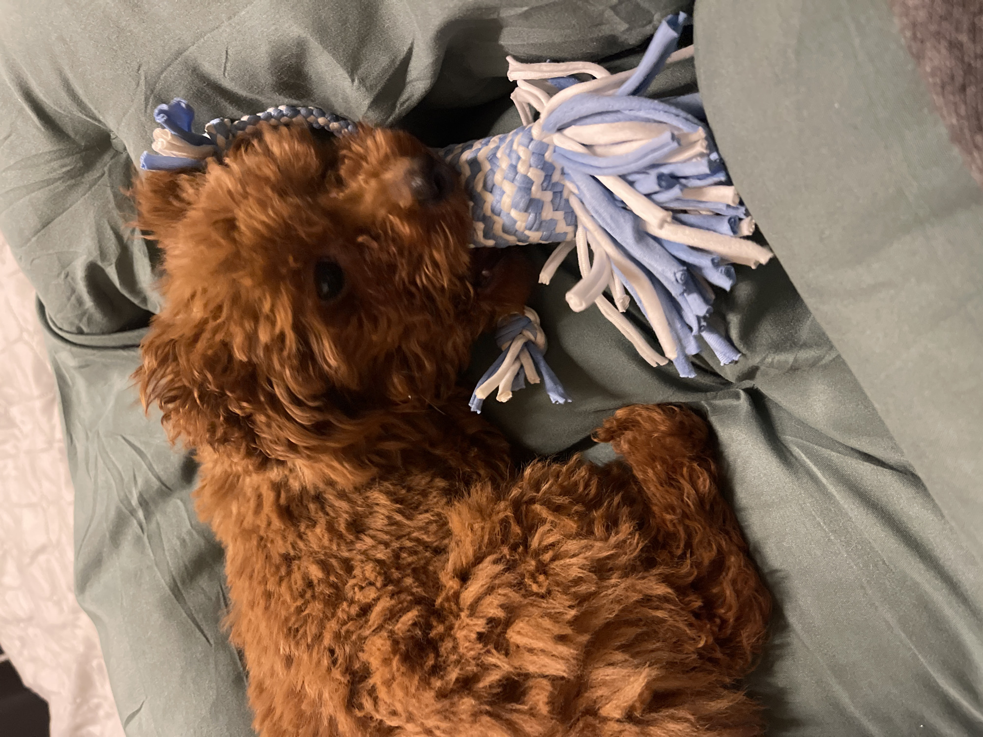 The scene depicts a reddish-brown, curly-coated puppy situated on crumpled dark olive-green bedding in Sofia, Bulgaria. The puppy lies facing right, actively biting and holding a braided rope toy in its mouth. The toy is composed of interwoven blue and white fabric strands, with a tassel-like end made of blue and white fabric strips. A lighter, wrinkled fabric is visible in the upper background.