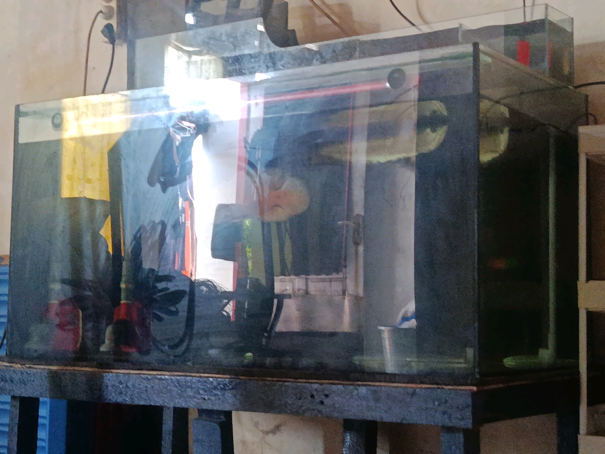 The image shows a large glass aquarium filled with water, situated on a dark metal stand. Inside the aquarium, a large fish with a distinctive shape and coloration is visible, swimming amongst some artificial plants and decorations. Reflections on the glass obscure some details, but the general setup of a home aquarium is clear. The background suggests an indoor setting, possibly a room in a house, with hints of electrical outlets and cables. The overall lighting is somewhat dim, with some light sources creating strong reflections.