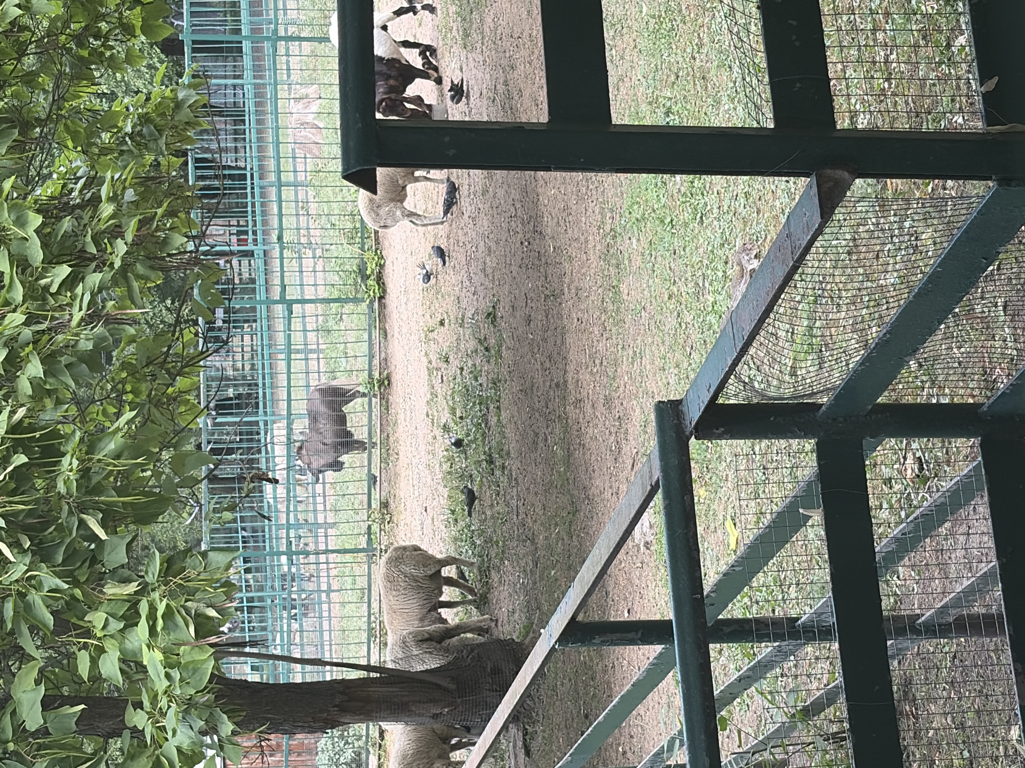 The image captures an outdoor enclosure, likely at a zoo or animal park, with a green metal fence in the foreground. Beyond the fence, several sheep are visible, some grazing on sparse grass and dirt. One sheep is white, while others are a lighter, woolly color. In the background, a dark-colored, possibly a goat or yak, stands near a fence. Several pigeons are scattered on the ground. The environment appears to be an urban setting, given the presence of fences and enclosures, and may be located in Rostov-on-Don, Russia, as suggested by the context. The overall impression is a naturalistic habitat designed for animals within a city.