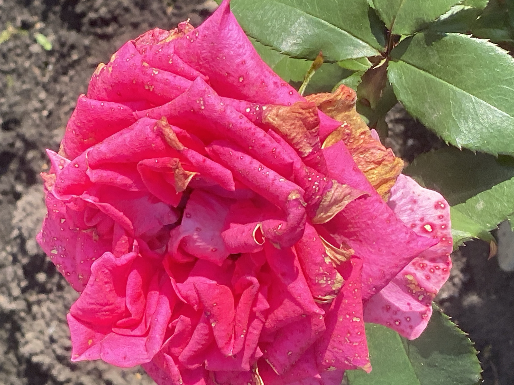 A close-up, high-angle shot captures a vibrant pink rose bloom, its petals slightly wilted and speckled with water droplets. The background consists of dark, dry soil, suggesting an outdoor environment. The image appears to be a photograph taken in Novokuznetsk, Russia, likely in a garden or park setting, given the presence of the rose and soil. There are no people or specific actions depicted. The focus is solely on the detailed texture and coloration of the flower.