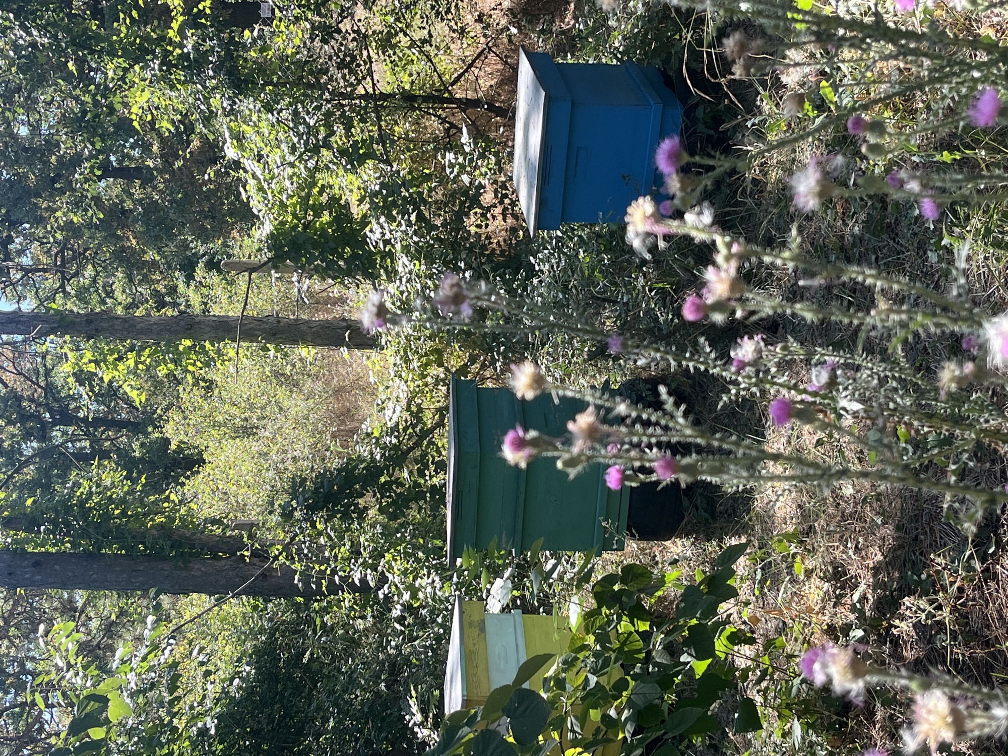 This image depicts an apiary situated in a wooded area, likely on the outskirts of Targovishte, Bulgaria. Three brightly colored beehives are visible: one is a two-toned yellow and white hive on the left, a vibrant green hive in the center, and a blue hive on the right. The hives are positioned amidst dense green foliage, with tall trees forming a backdrop. Several thistles with pink and fluffy seed heads are in the foreground, partially obscuring the beehives. The ground is covered with dry leaves and grass, suggesting a natural, somewhat uncultivated setting. Sunlight filters through the trees, creating a dappled light effect on the scene. There are no people or animals actively present in the image.