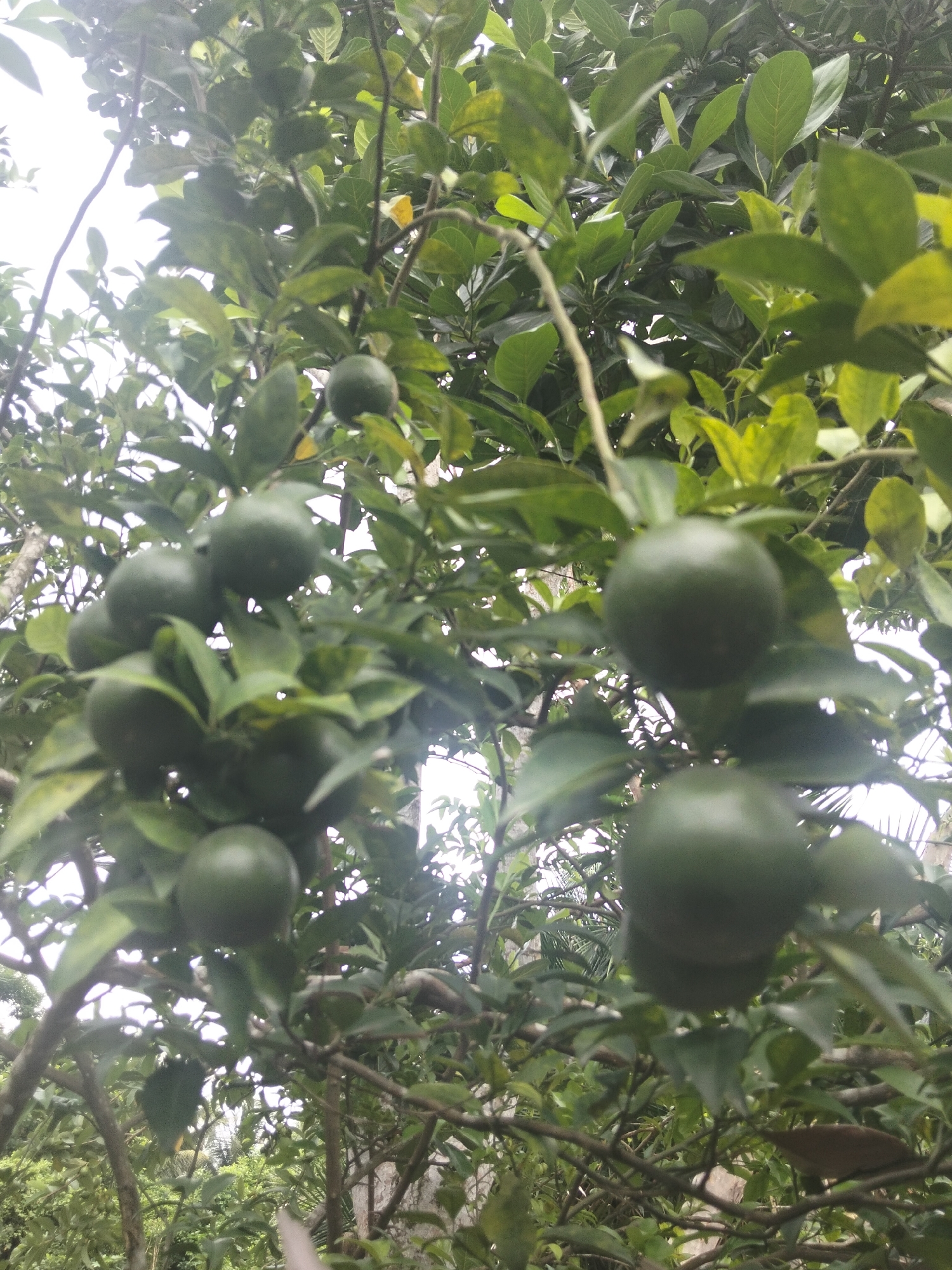 A low-angle medium shot shows a cluster of unripe green citrus fruits hanging from branches on a tree, with green leaves surrounding them. The fruits are round and smooth, and some are partially obscured by the foliage. The background consists of more dense foliage and a bright, overcast sky. The image appears to have been taken outdoors. The location is the city of Meunyepayong, Indonesia.