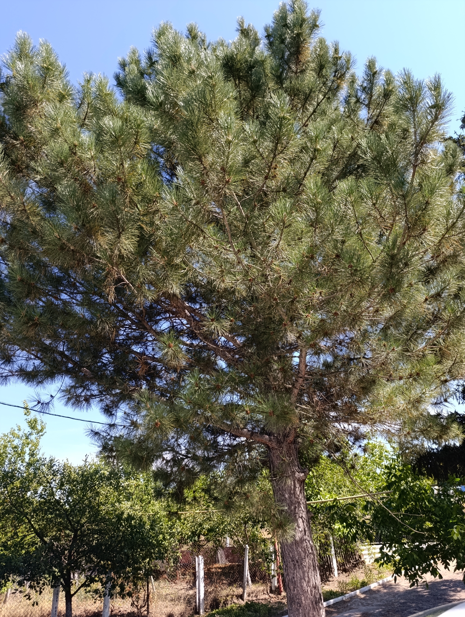 A large pine tree dominates the center of the frame, its dense, green needles creating a full canopy against a clear blue sky. The tree has a thick, textured trunk. To the left and in the background, smaller trees with lush green foliage are visible, some appearing to be fruit trees. A wire fence runs horizontally across the midground, separating the foreground from the background. The ground is covered with dry grass and some sparse vegetation. The scene appears to be a rural or semi-rural setting, possibly a yard or a garden in Doibani 1, Moldova, given the context. There are no people or animals present. The overall impression is one of a sunny day in a natural or semi-natural environment.